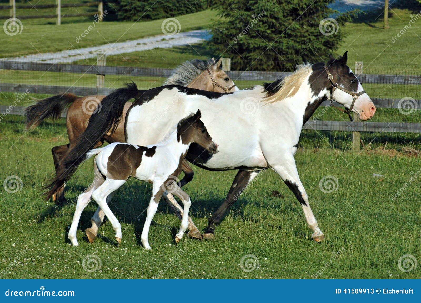 Jogo de dois cavalos imagem de stock. Imagem de preto - 48110871