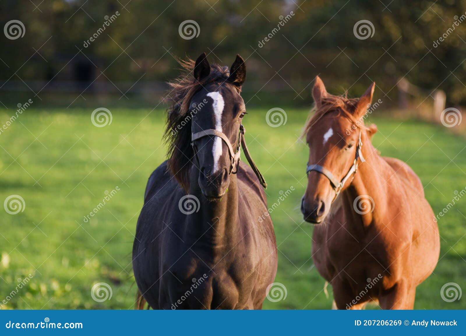 Fundo Cavalo De Frente Para A Câmera Na Frente De Um Estábulo Escuro Fundo,  Foto Do Animal Imagem de plano de fundo para download gratuito