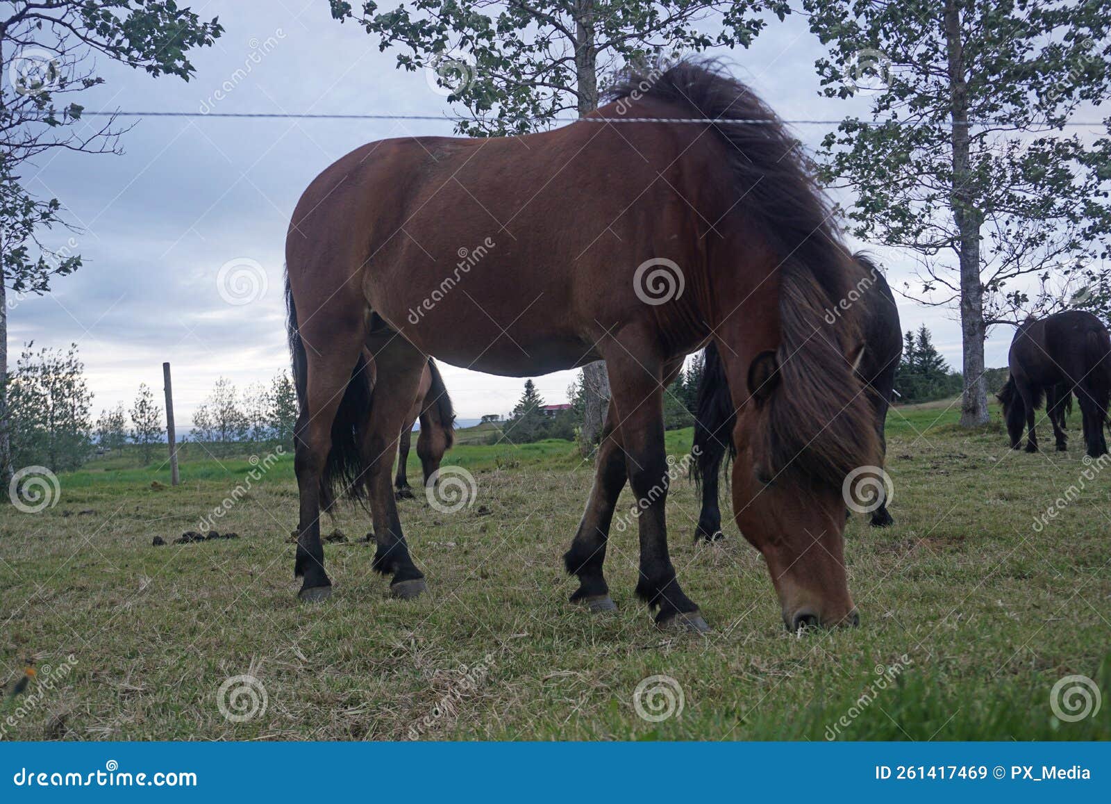 Cavalos Comendo Erva Em Pasto Imagem de Stock - Imagem de comer, céu