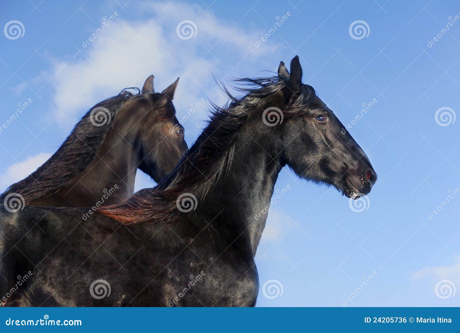 Cavalos do Frisian de encontro ao céu azul