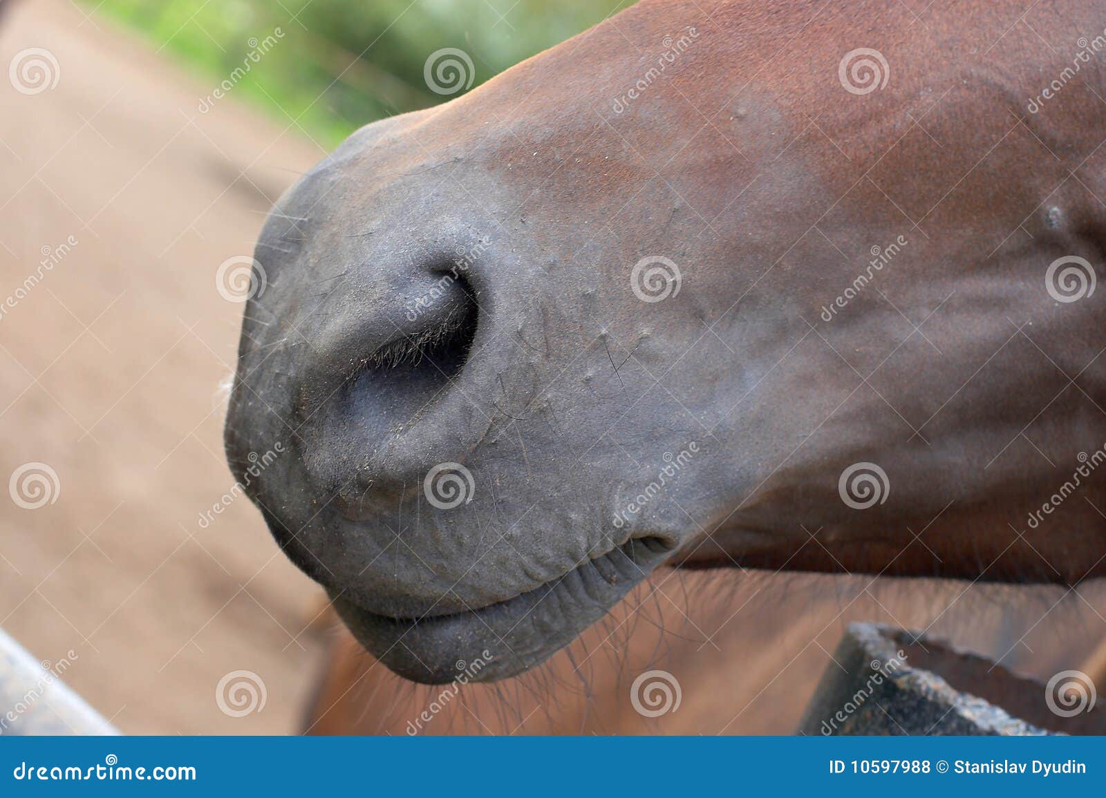 Fundo Narizes Nariz De Cavalo Sorrindo Luz Foto E Imagem Para