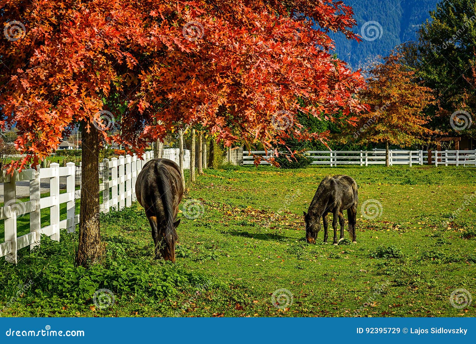 Cavalos em uma exploração agrícola no Columbia Britânica, BC, Canadá