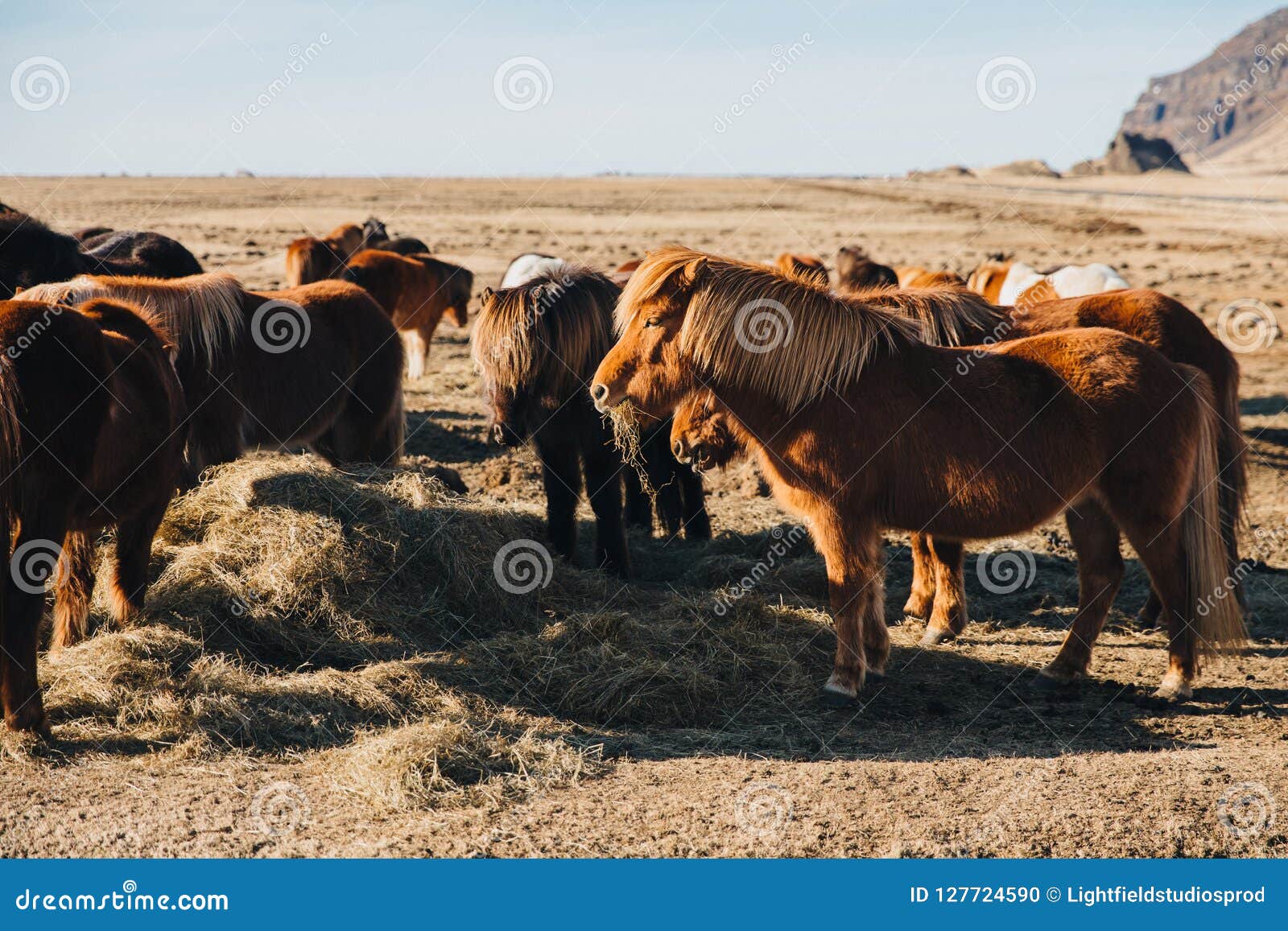 Cavalo Islandês Sorrindo Em Um Campo Na Islândia. Foto Royalty