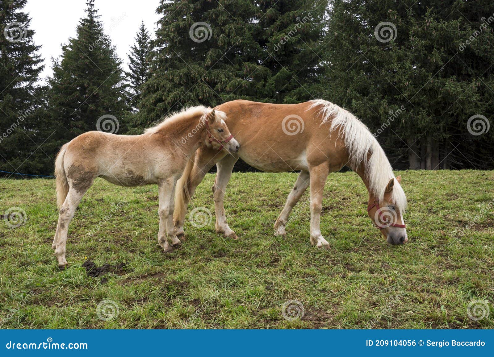 Cavalos Loiros Sorrir Prado Siusi Alpes Trentino Alto Adige Itália