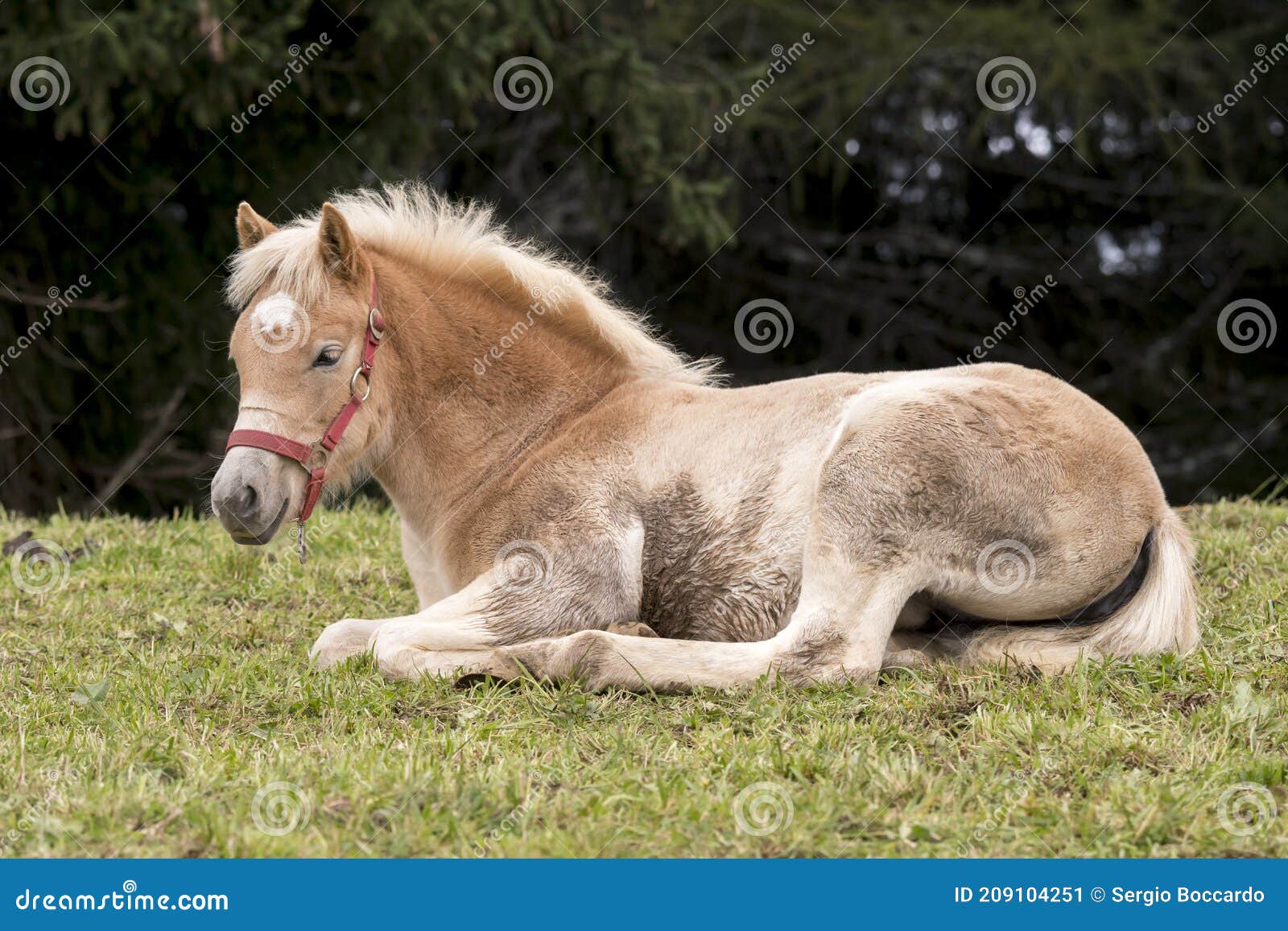 Cavalos Loiros Sorrir Prado Siusi Alpes Trentino Alto Adige Itália