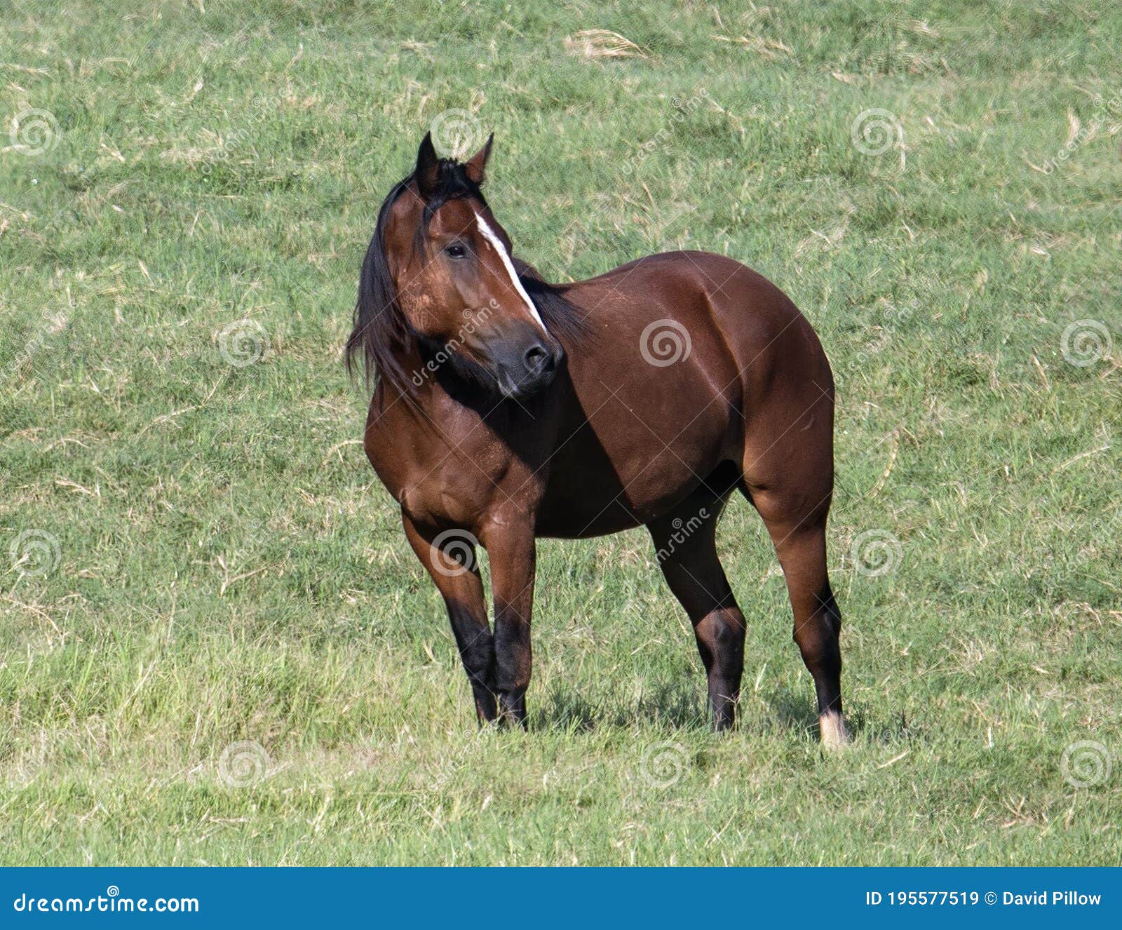 Um cavalo em um campo com a palavra cavalo na frente