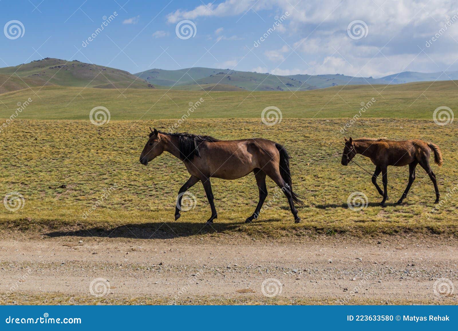 Jogo Do Cavalo No Lago Kul Da Música Em Quirguizistão Foto Editorial -  Imagem de campo, hélice: 59175586