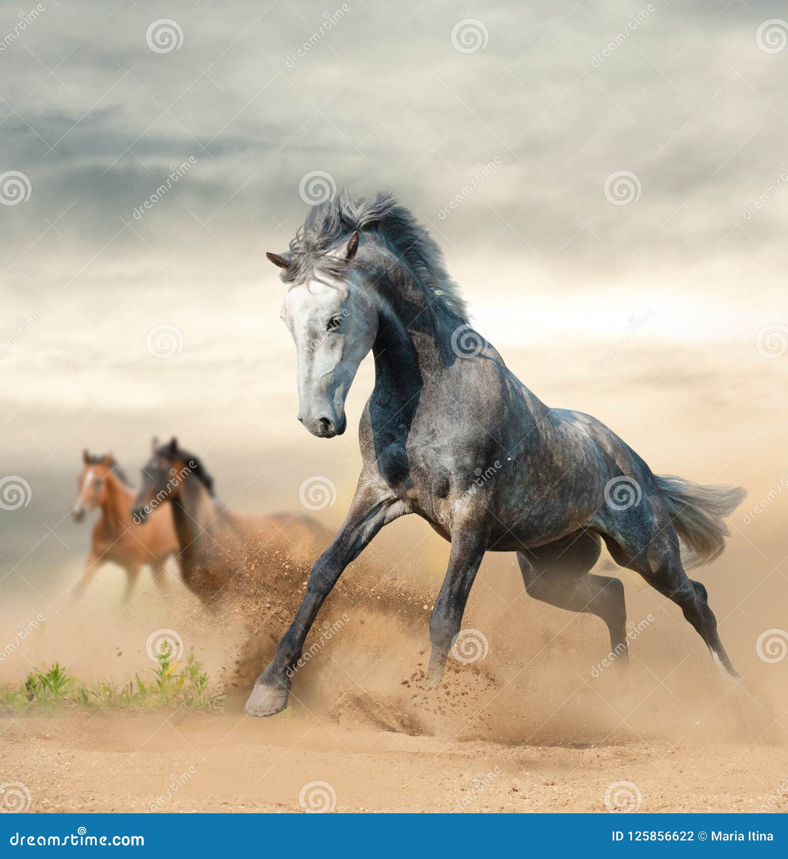 Cavalos Selvagens Bonitos Na Liberdade Foto De Stock Imagem De Liberdade Cavalos 125856622