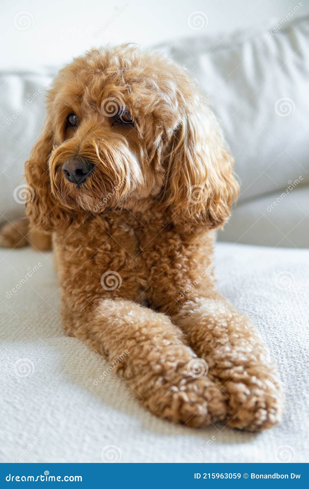 Cavapoo Mixed -breed of Cavalier King Charles Spaniel and Stock Image Image of cute, head: 215963059