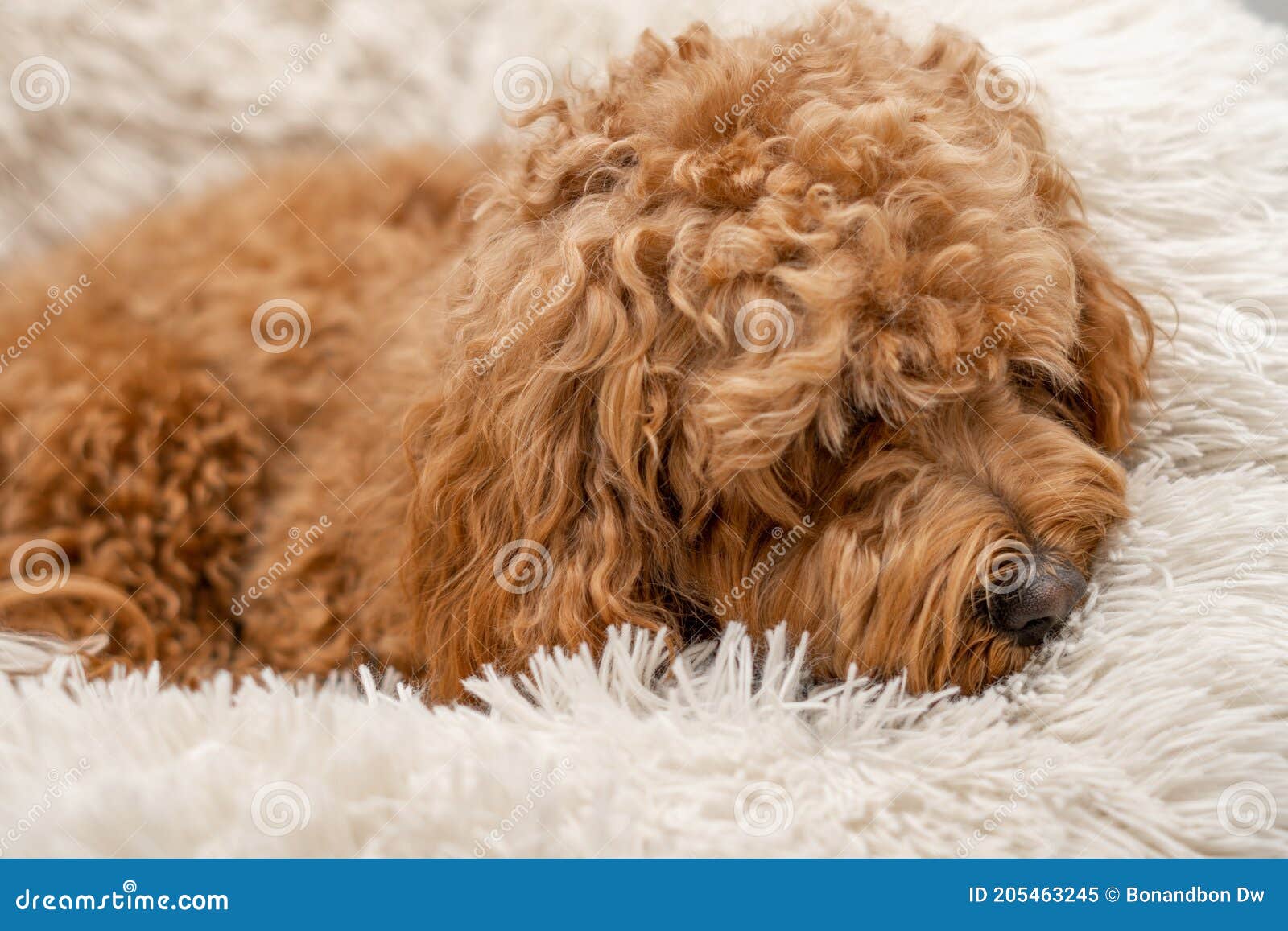 Cavapoo dog in his bed stock image. Image of ginger 205463245