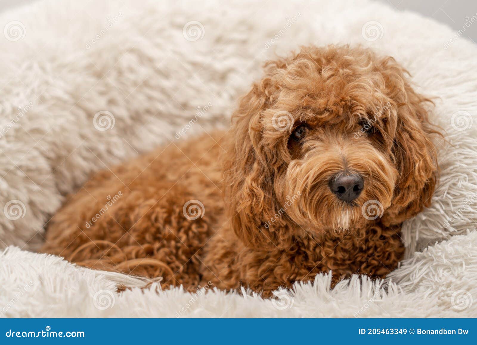 Cavapoo dog in his bed stock image. Image of baby, adorable -