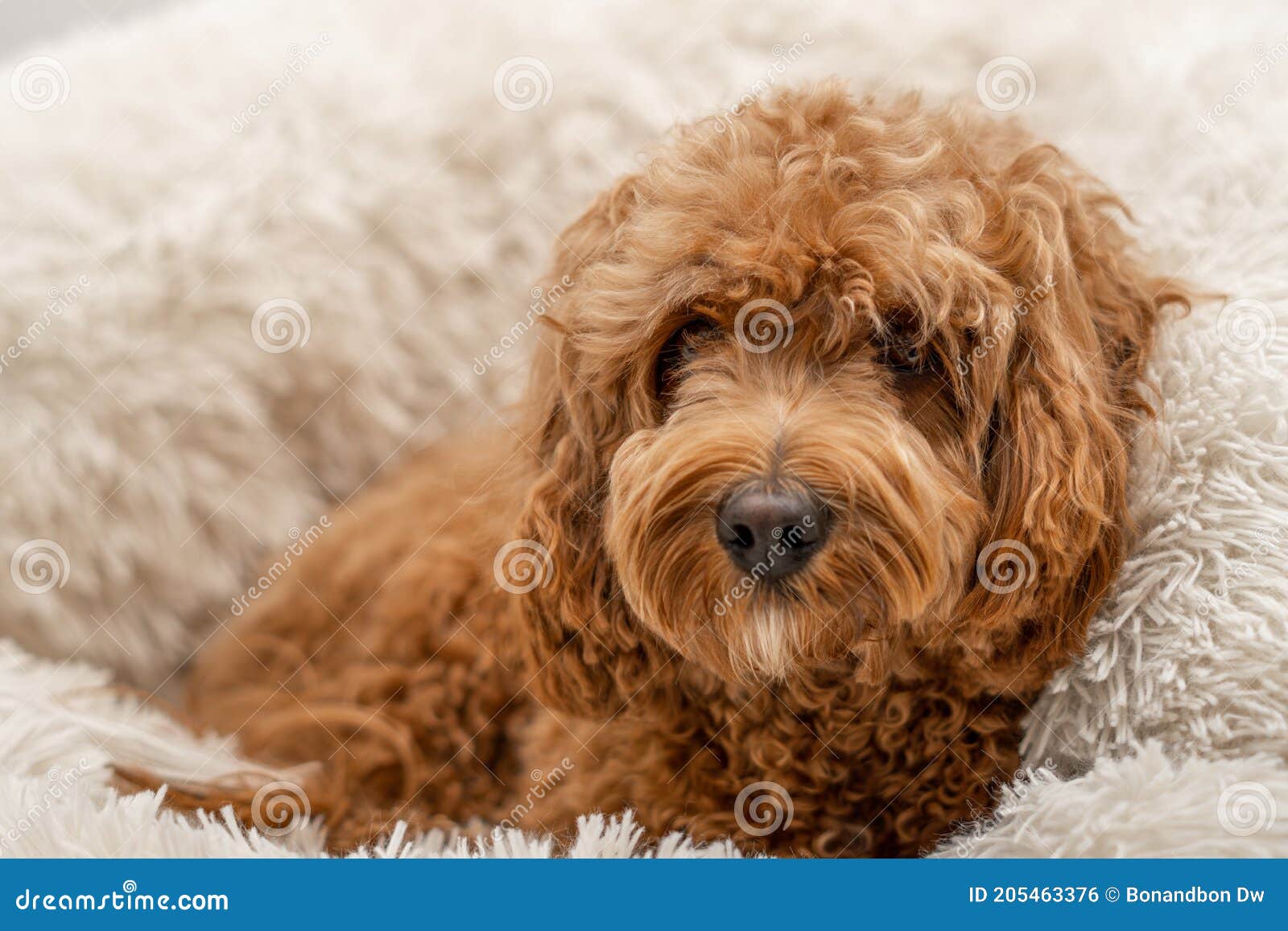 Cavapoo dog in his bed stock photo. Image of beige, camera 205463376