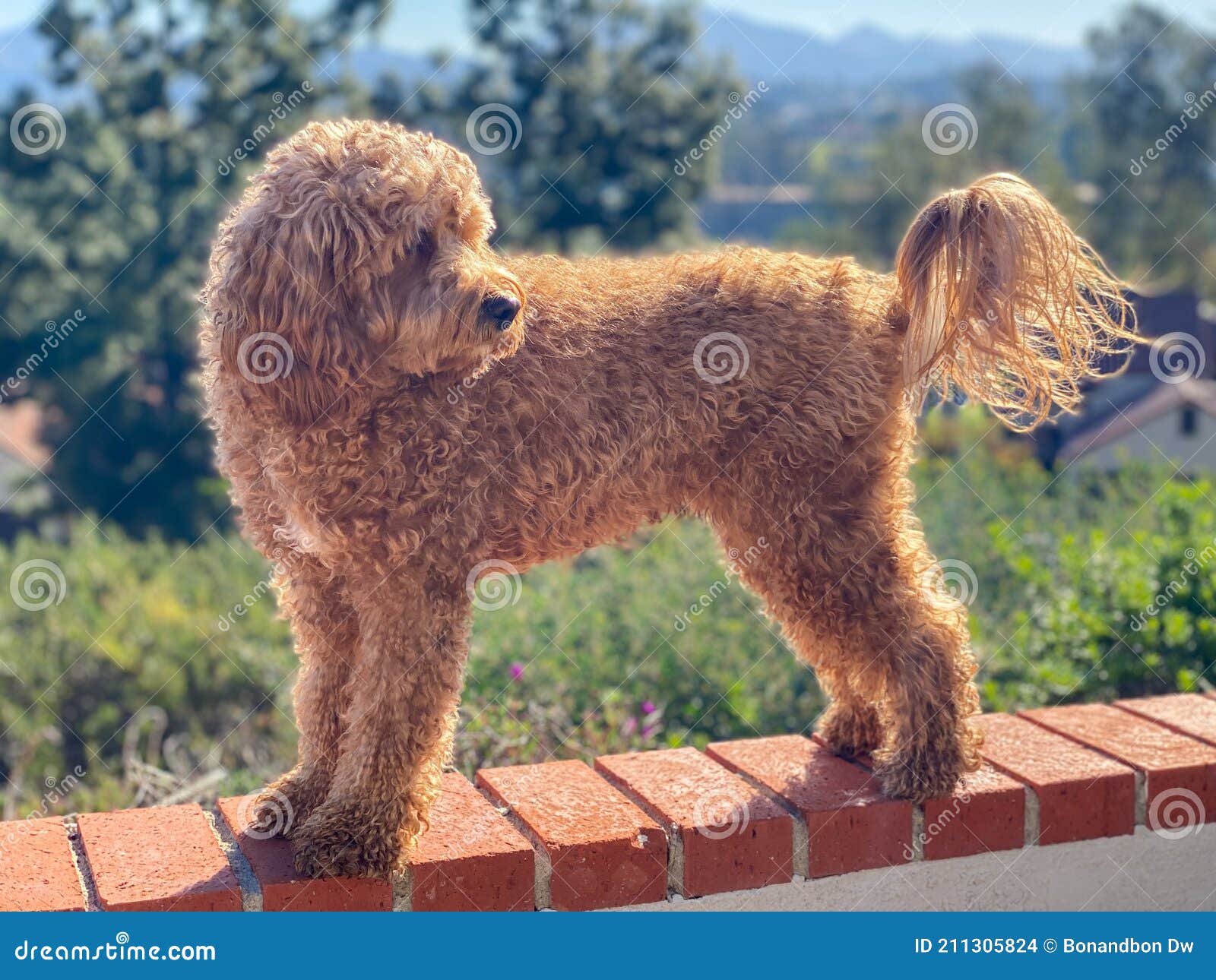 Cavapoo Dog, Mixed -breed Cavalier King Charles Spaniel and Poodle. Stock - Image of poodle, looking: 211305824