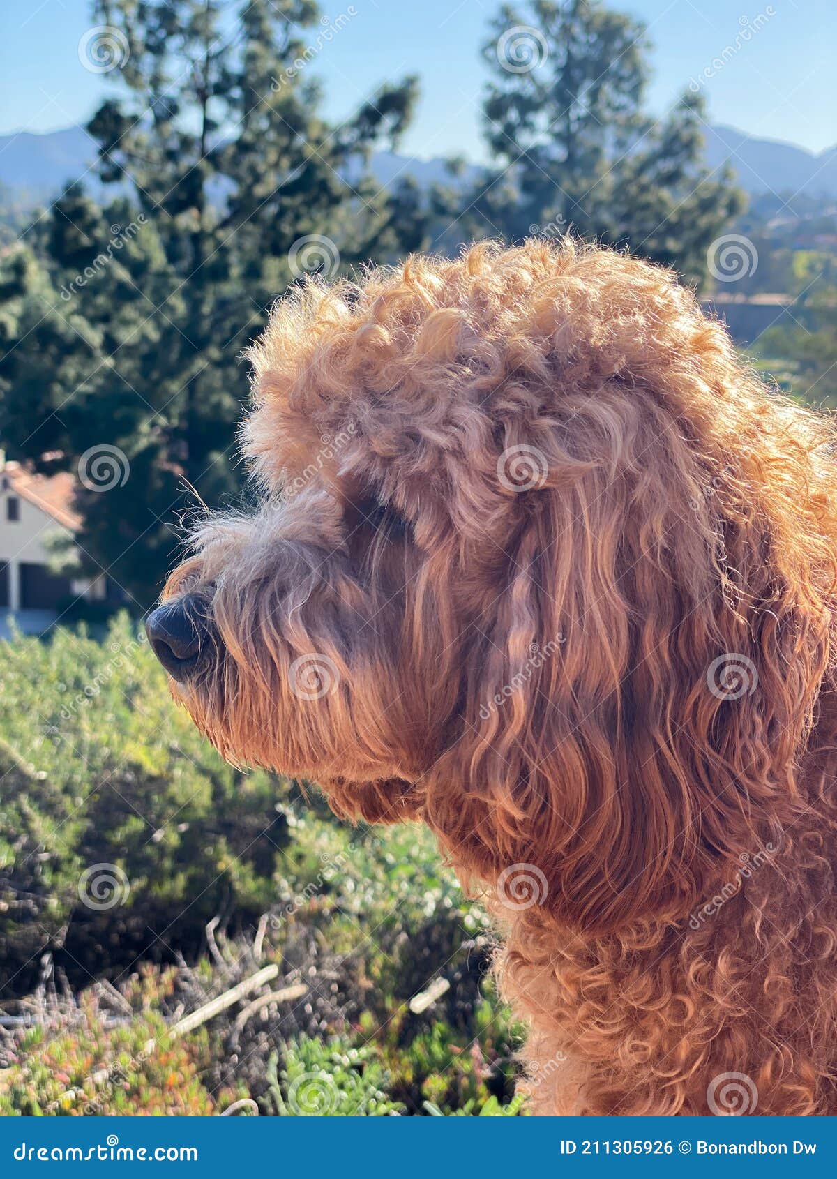 chocolate cavapoo