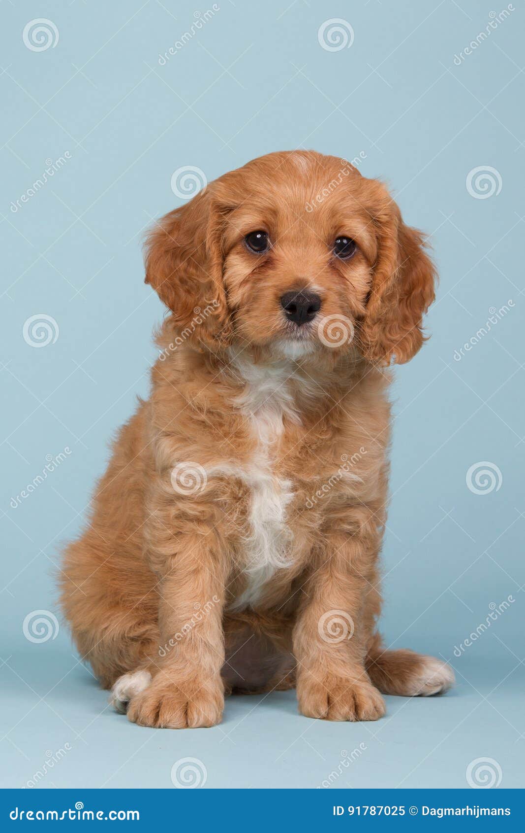 90 Cavapoo Puppy Photos Free Royalty Free Stock Photos From Dreamstime