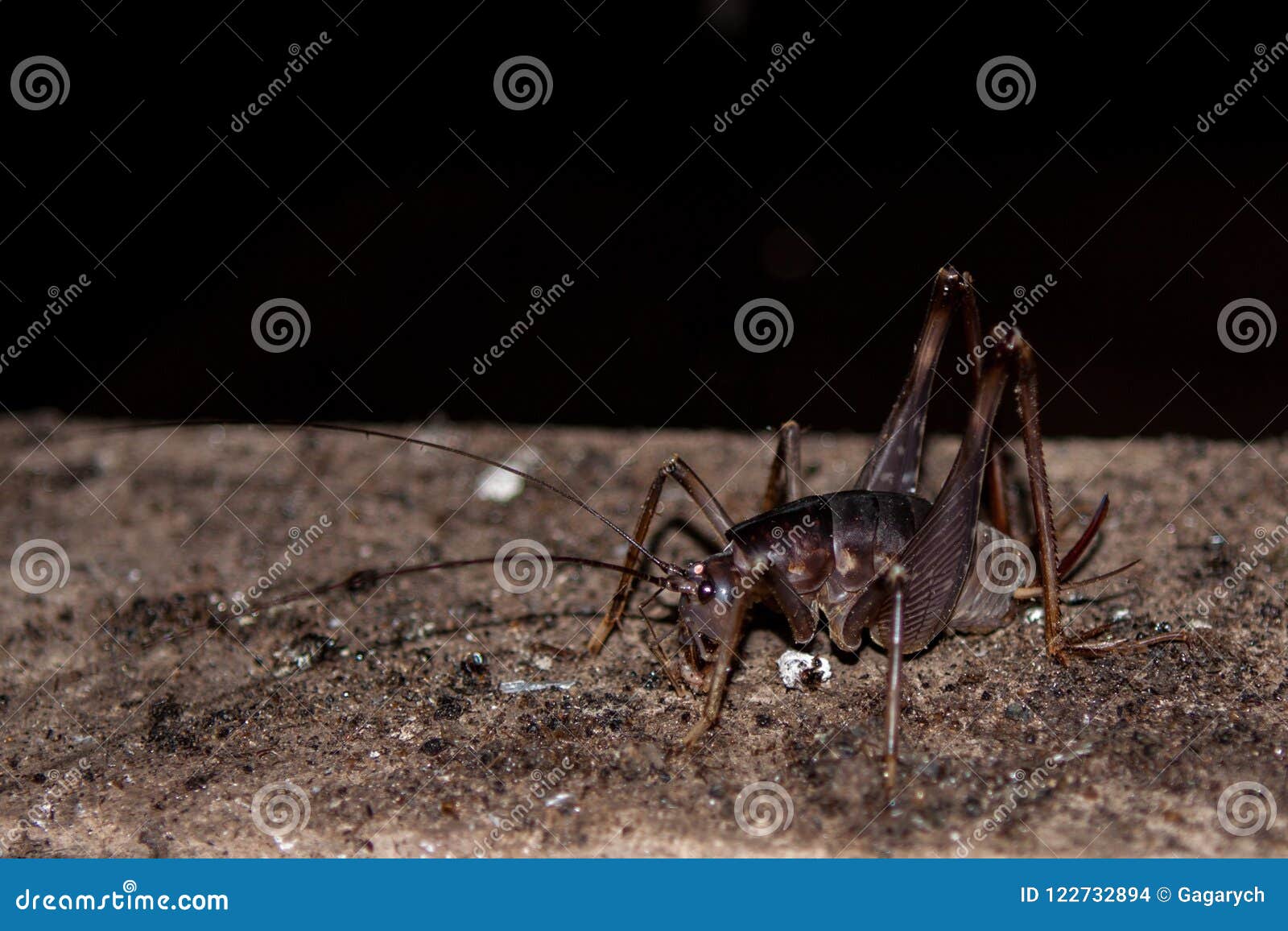 giant cave cricket