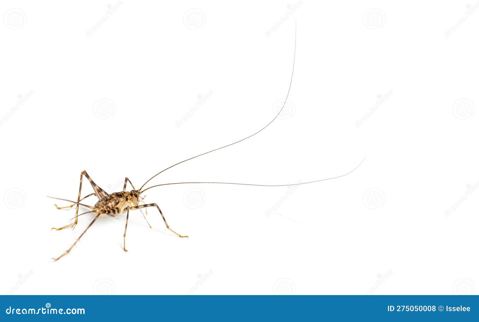 Cave Crickets , Rhaphidophoridae Specie, Isolated on White Stock Photo