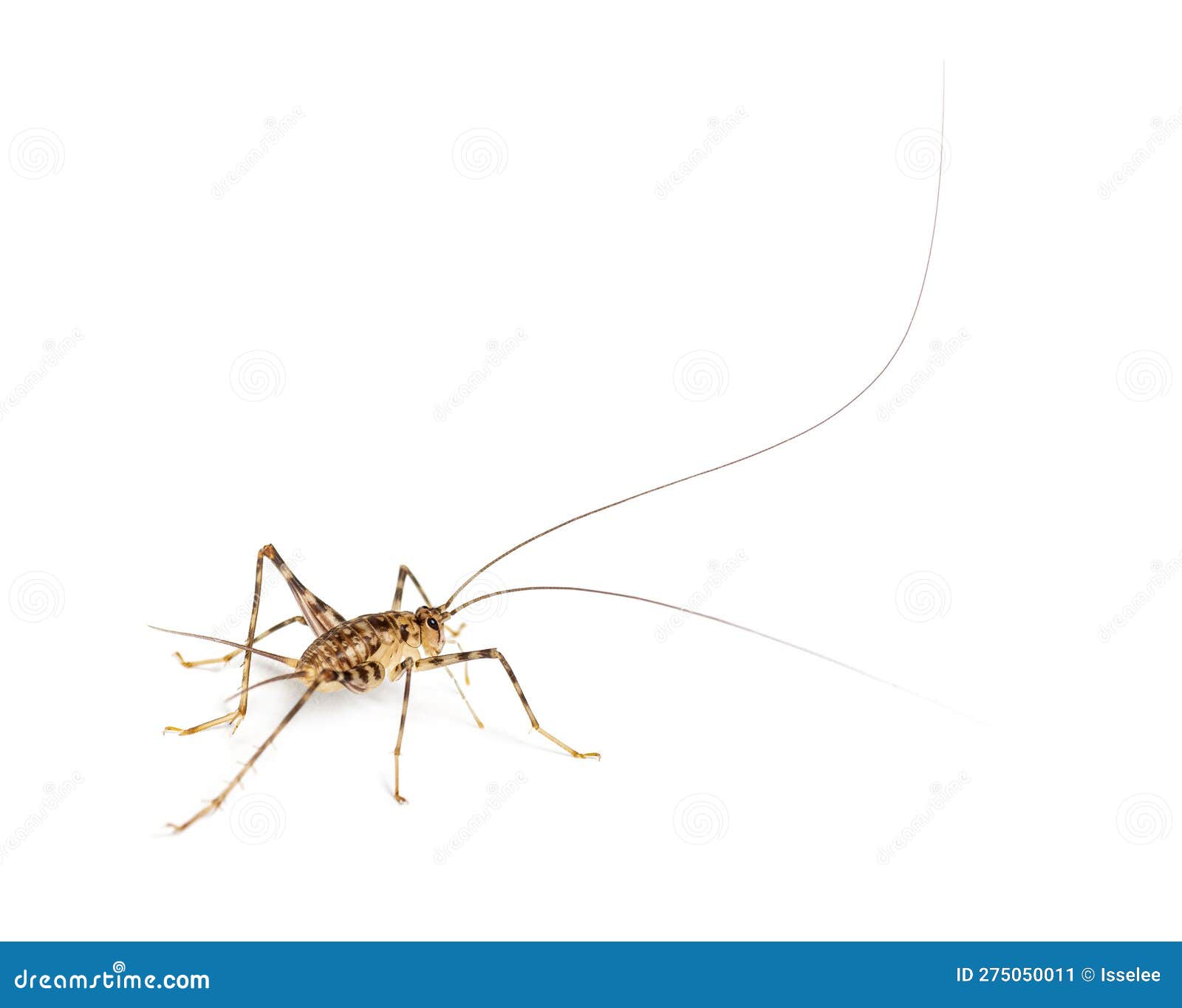 Cave Crickets , Rhaphidophoridae Specie, Isolated on White Stock Image -  Image of zoology, orthoptera: 275050011, image size:1600x1365