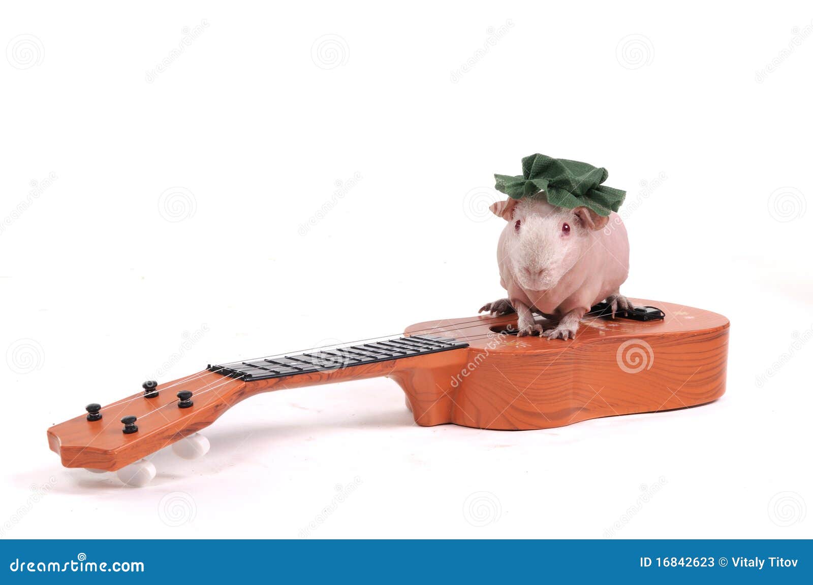 cavy on a guitar