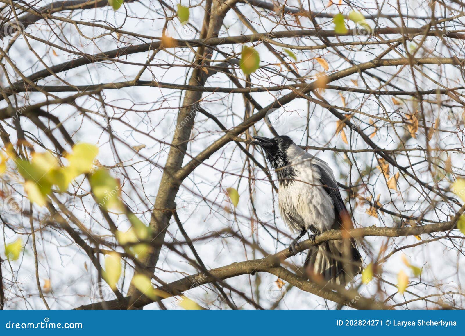 cawing crow on branches without foliage