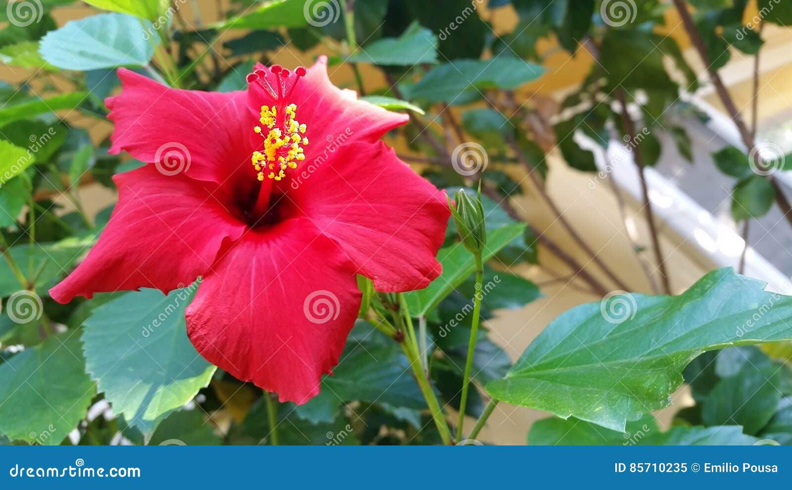Cayena stock image. Image of cayena, flower, pink, rests 85710235