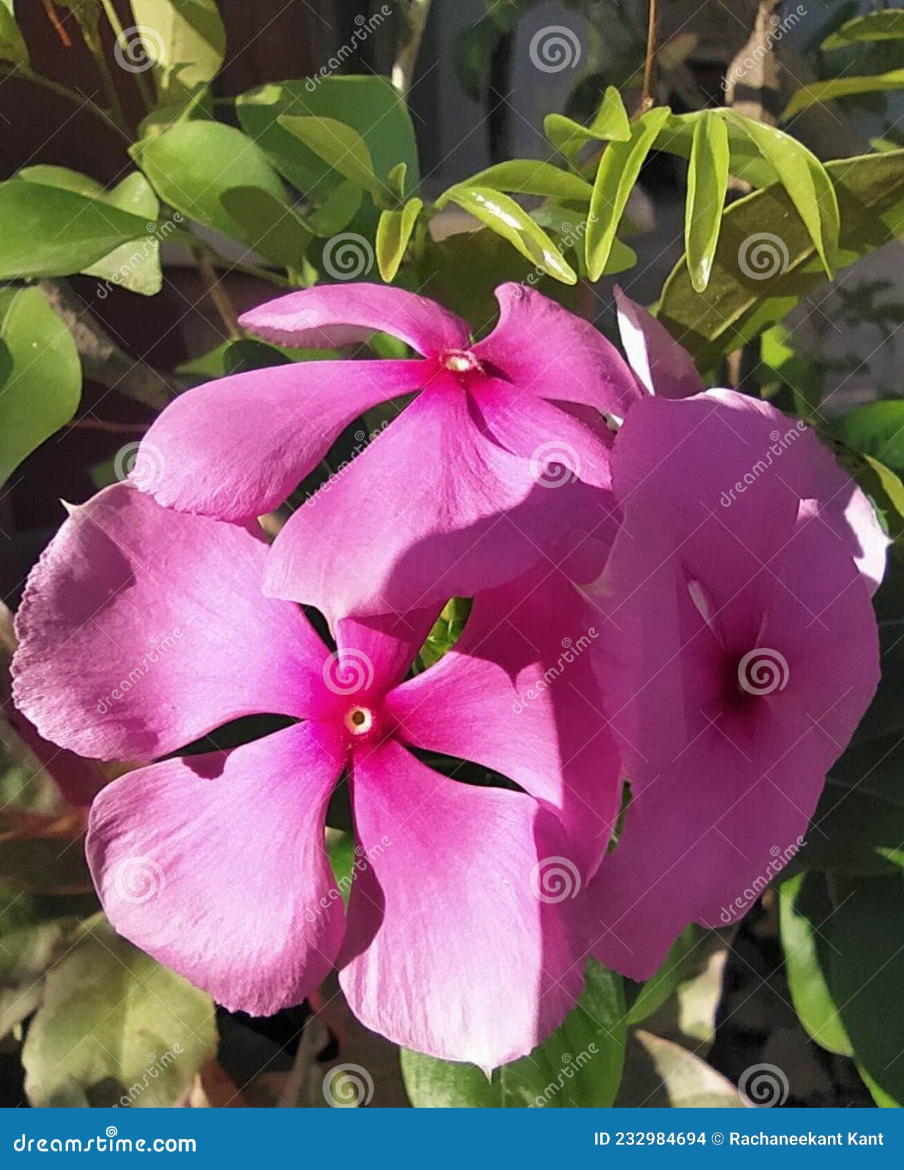 Closeup Photo of Pink Flowers, Beautiful Flowers, Flower Garden, Nature, Cayenne Jasmine