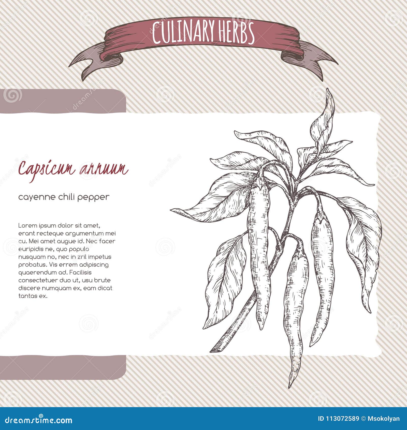 cayenne pepper aka hot chili, capsicum annuum hand drawn sketch.