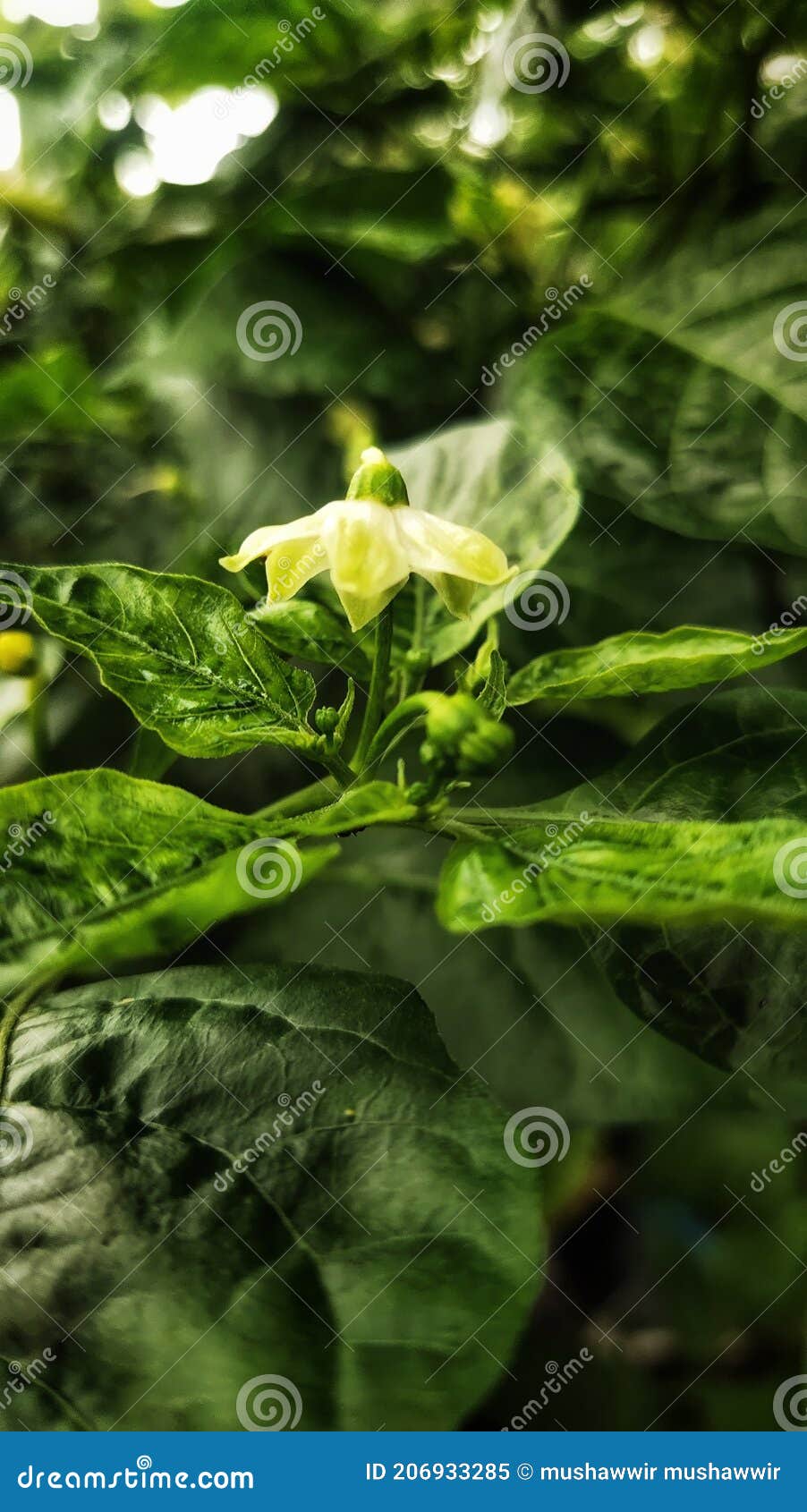 Cayenne pepper flowers stock image. Image of cayenne 206933285
