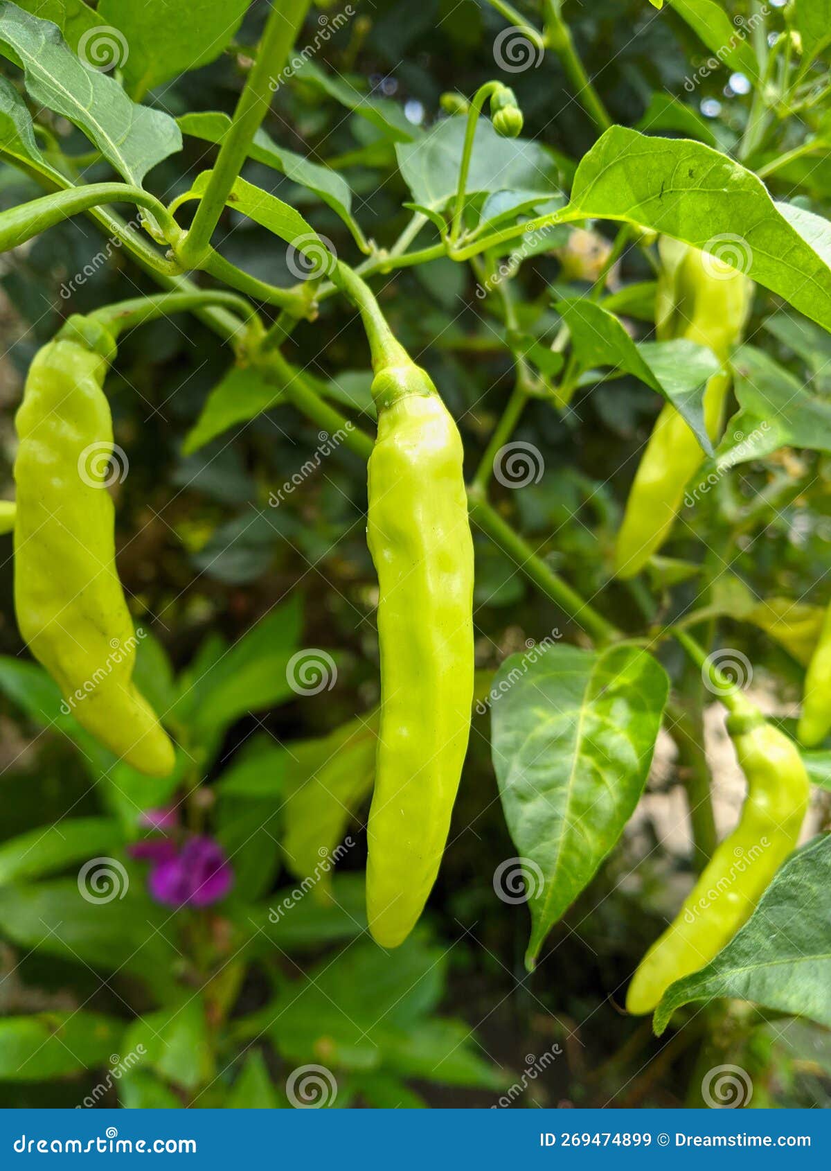 Cayenne Pepper in the Fruit Garden and a Member of the Genus Capsicum