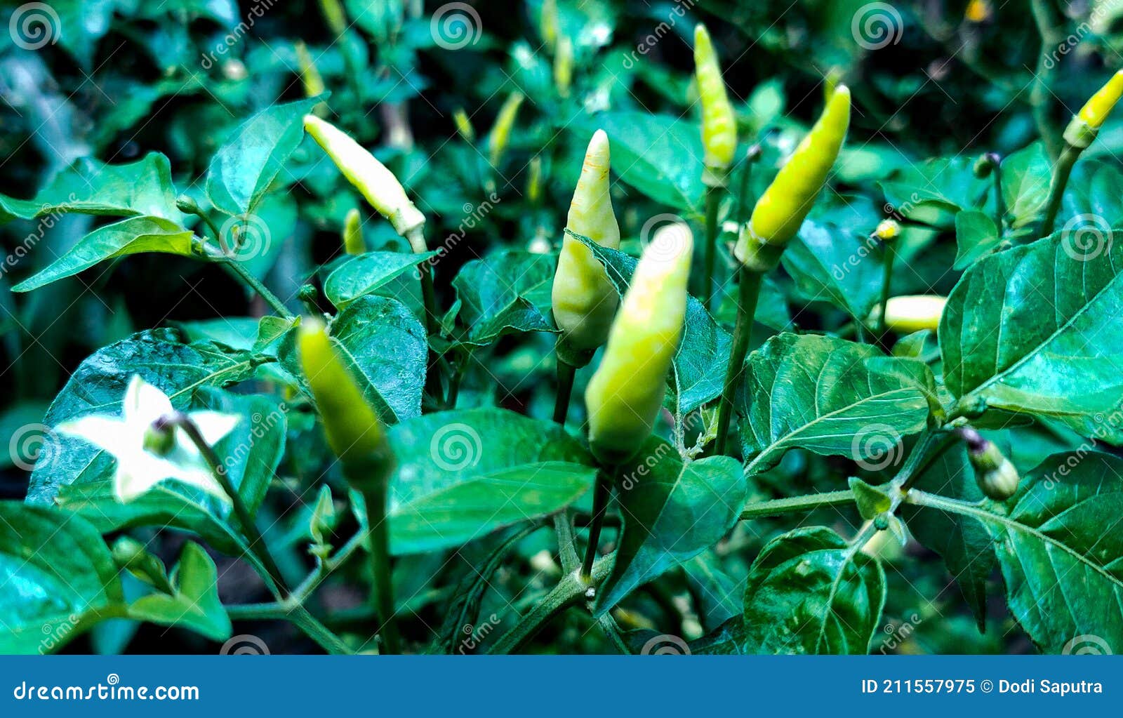 Cayenne Pepper in the Morning Stock Image Image of morning, pepper
