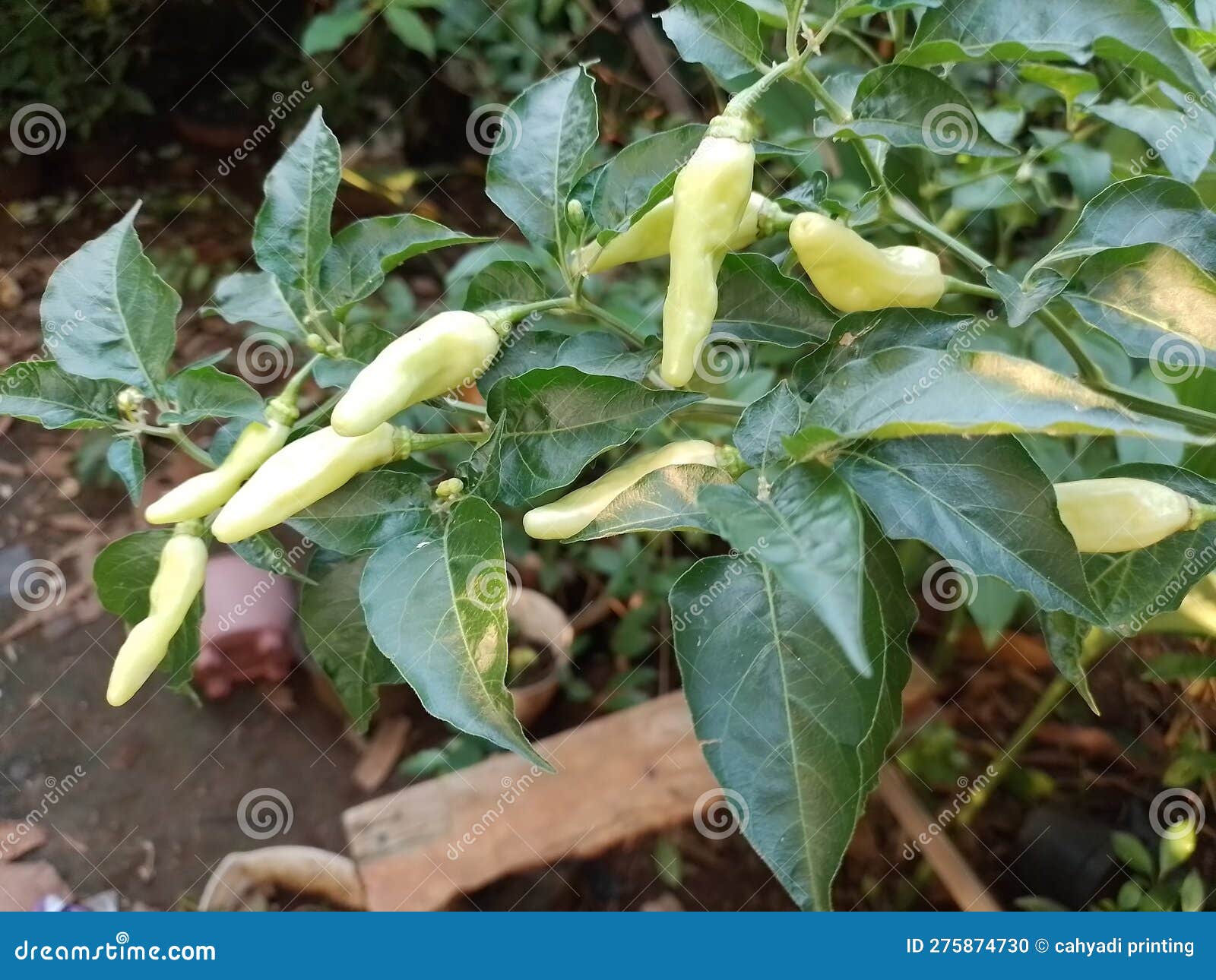 A Cayenne Pepper Plant Flavoring Seasoning Stock Photo Image of