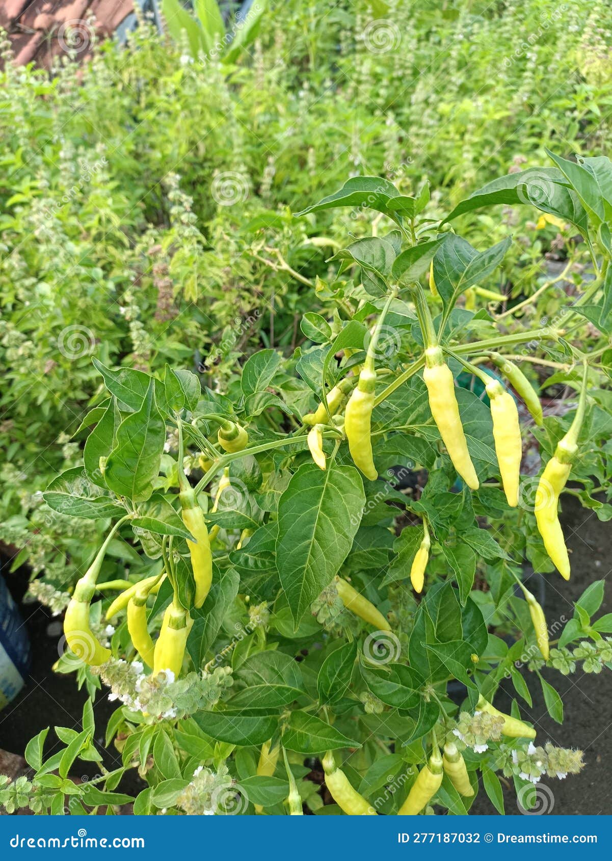 Cayenne Pepper Plants are Grown in Pots Stock Photo Image of pepper