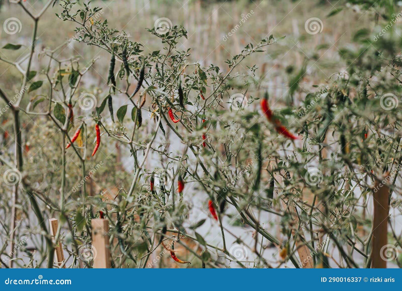 Cayenne Pepper Plants that Have Produced Fruit are Red and Green in the