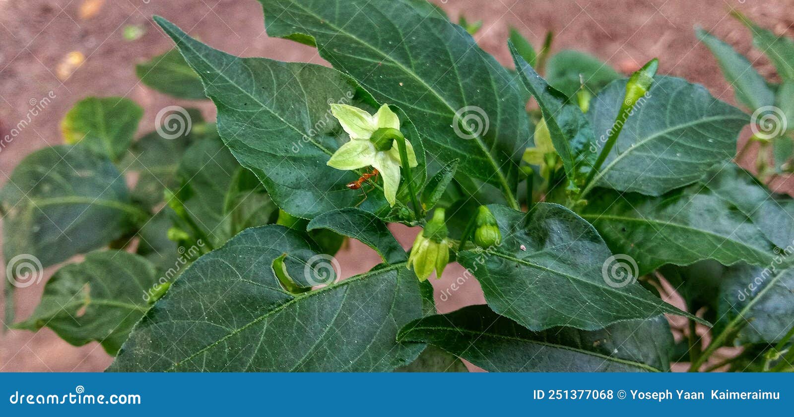 Cayenne Pepper Tree Flower Plant Stock Photo Image of fruit, pepper
