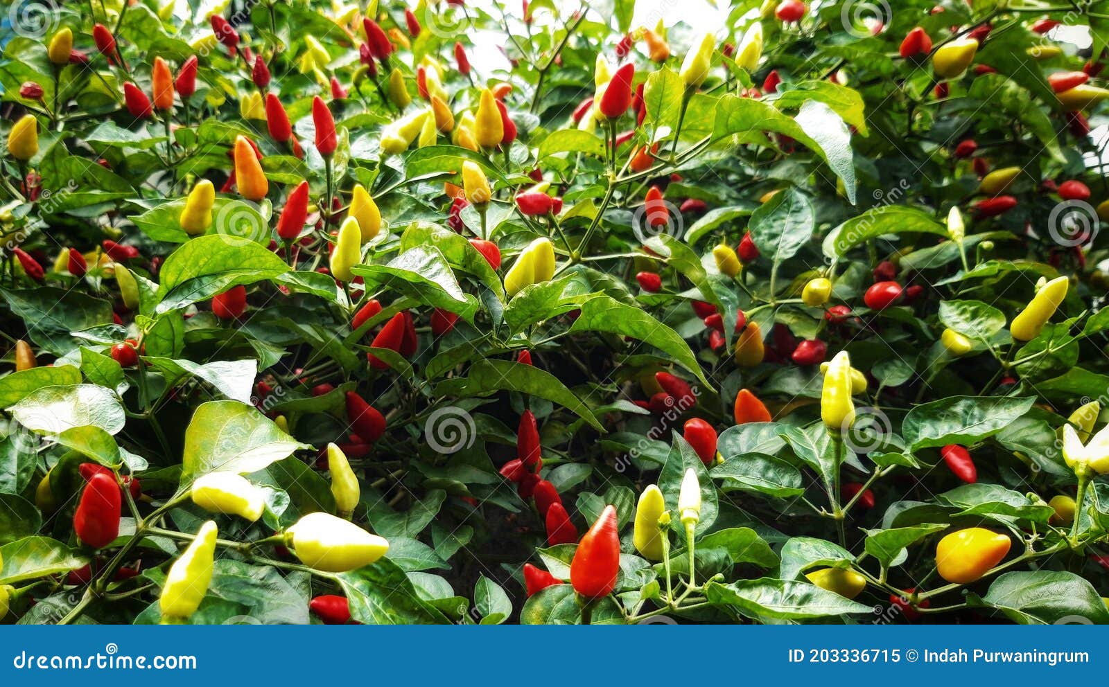 Cayenne Pepper Trees are Ready for Harvest Stock Image Image of