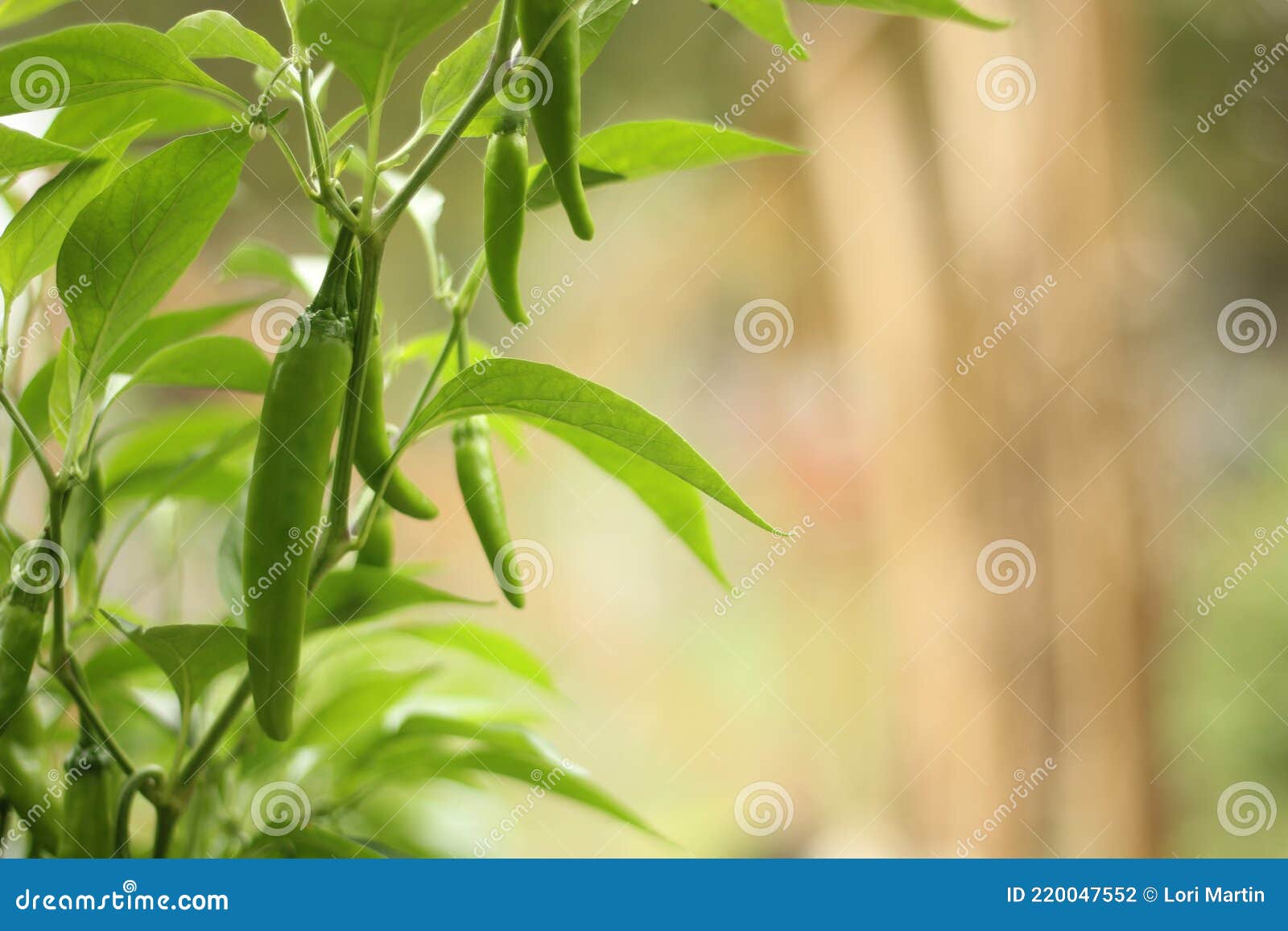 Cayenne Peppers Growing in Outdoor Garden Stock Photo Image of ripe