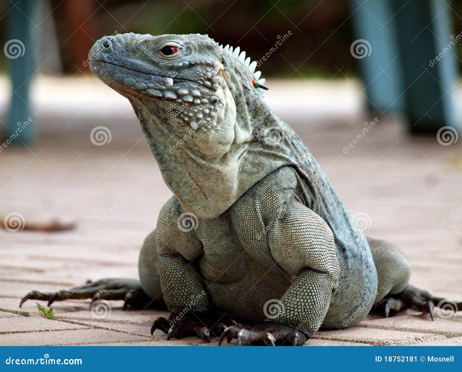 a cayman islands blue iguana