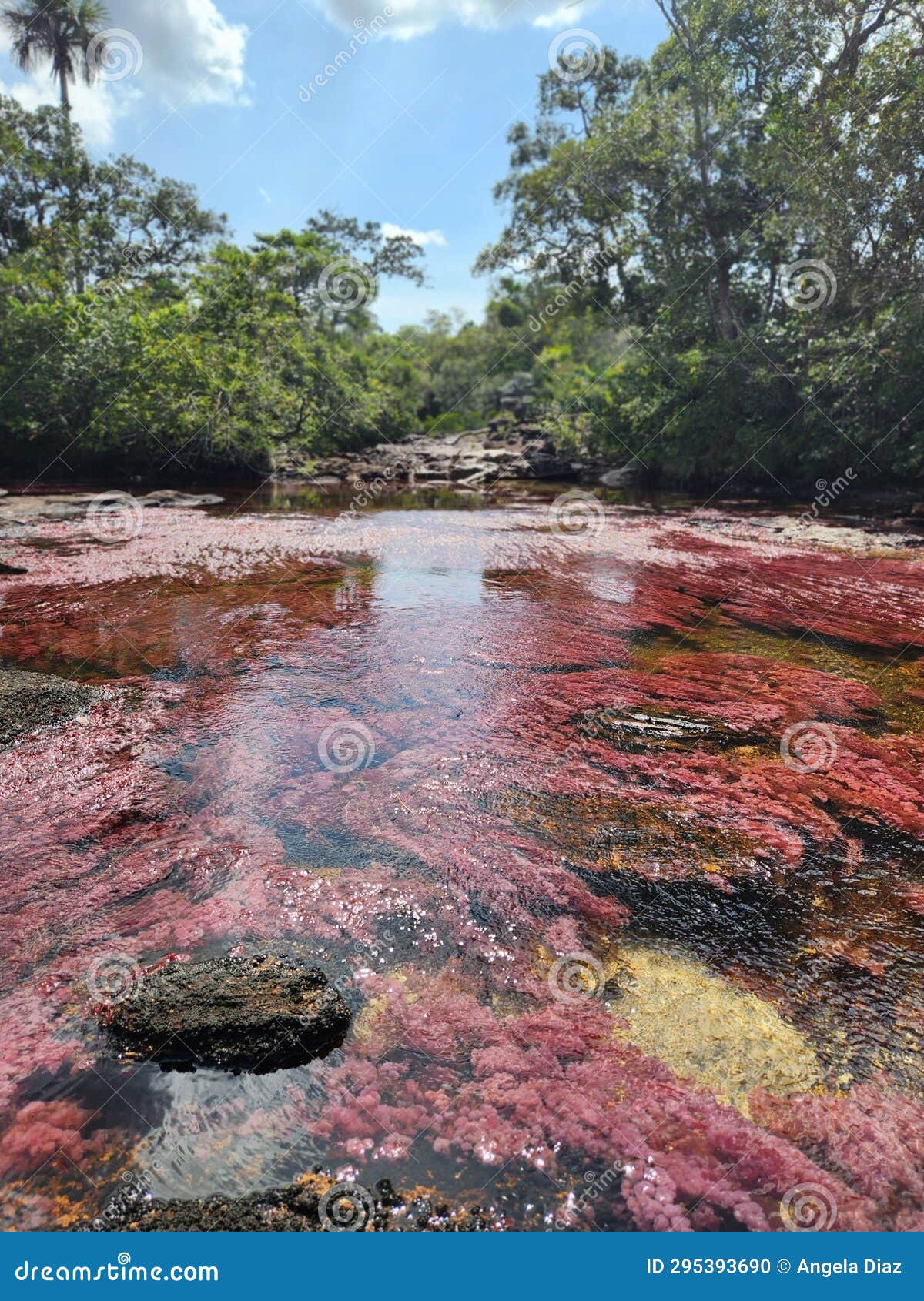 caÃ±o cristales, colombia. most beautiful river in the world