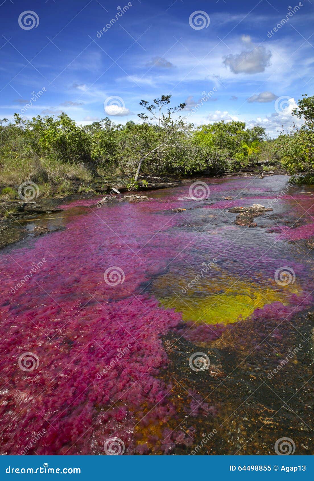 the caÃÂ±o cristales, one of the most beautiful rivers in the world