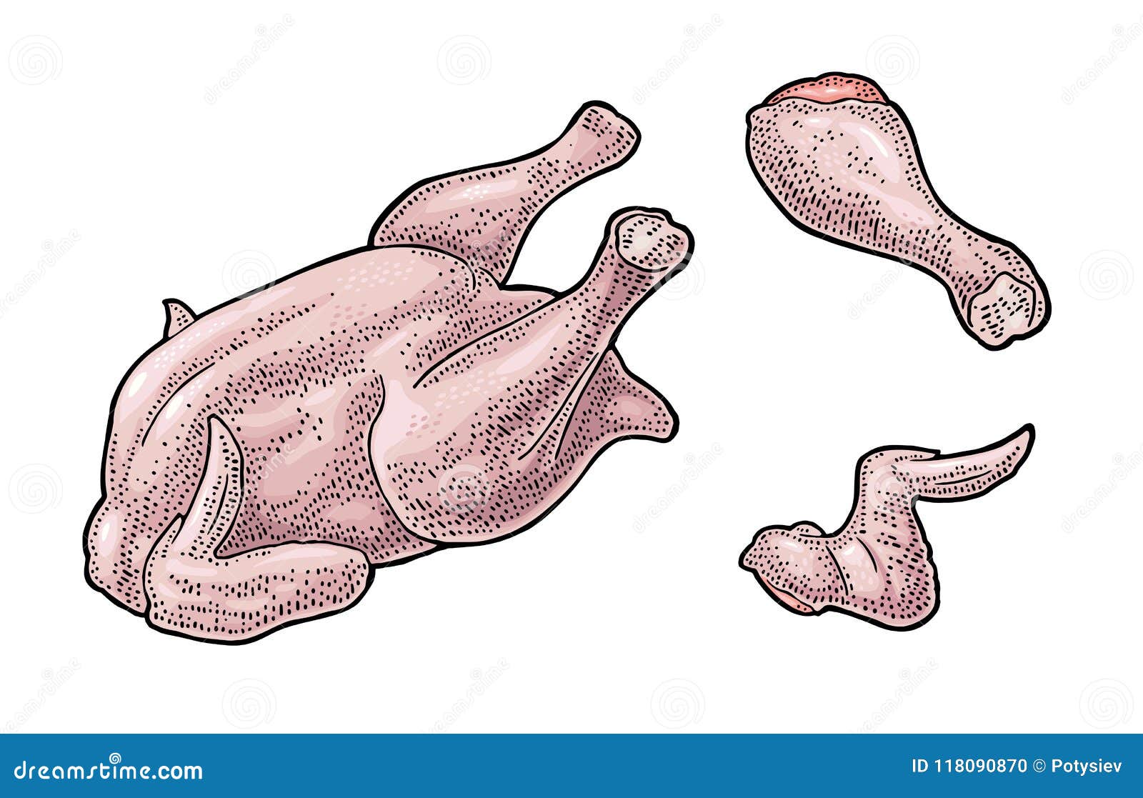 Całość, noga, skrzydłowy surowy kurczak Rocznika koloru rytownictwa ilustracja dla plakata i etykietki pojedynczy białe tło
