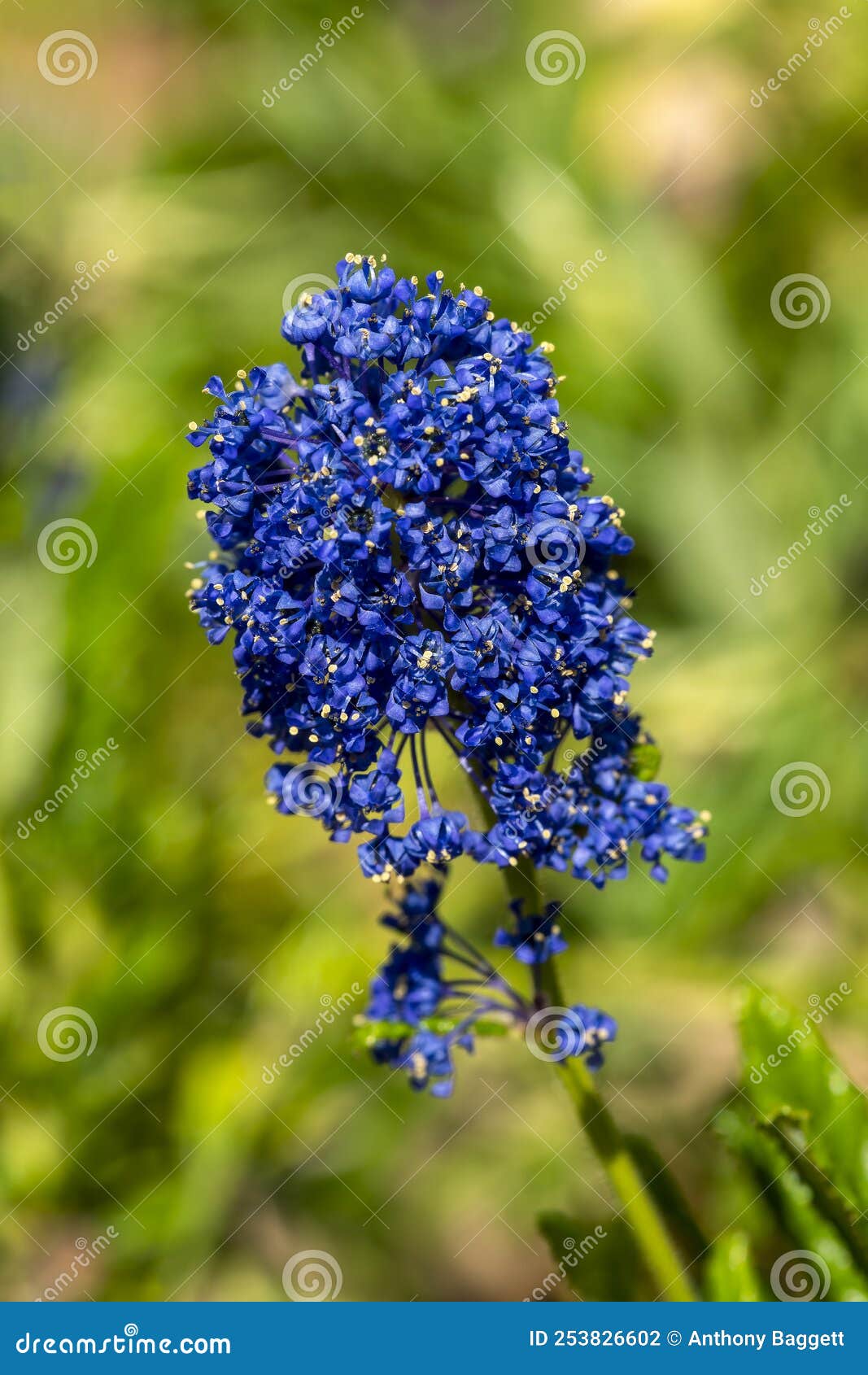 ceanothus azureus `concha
