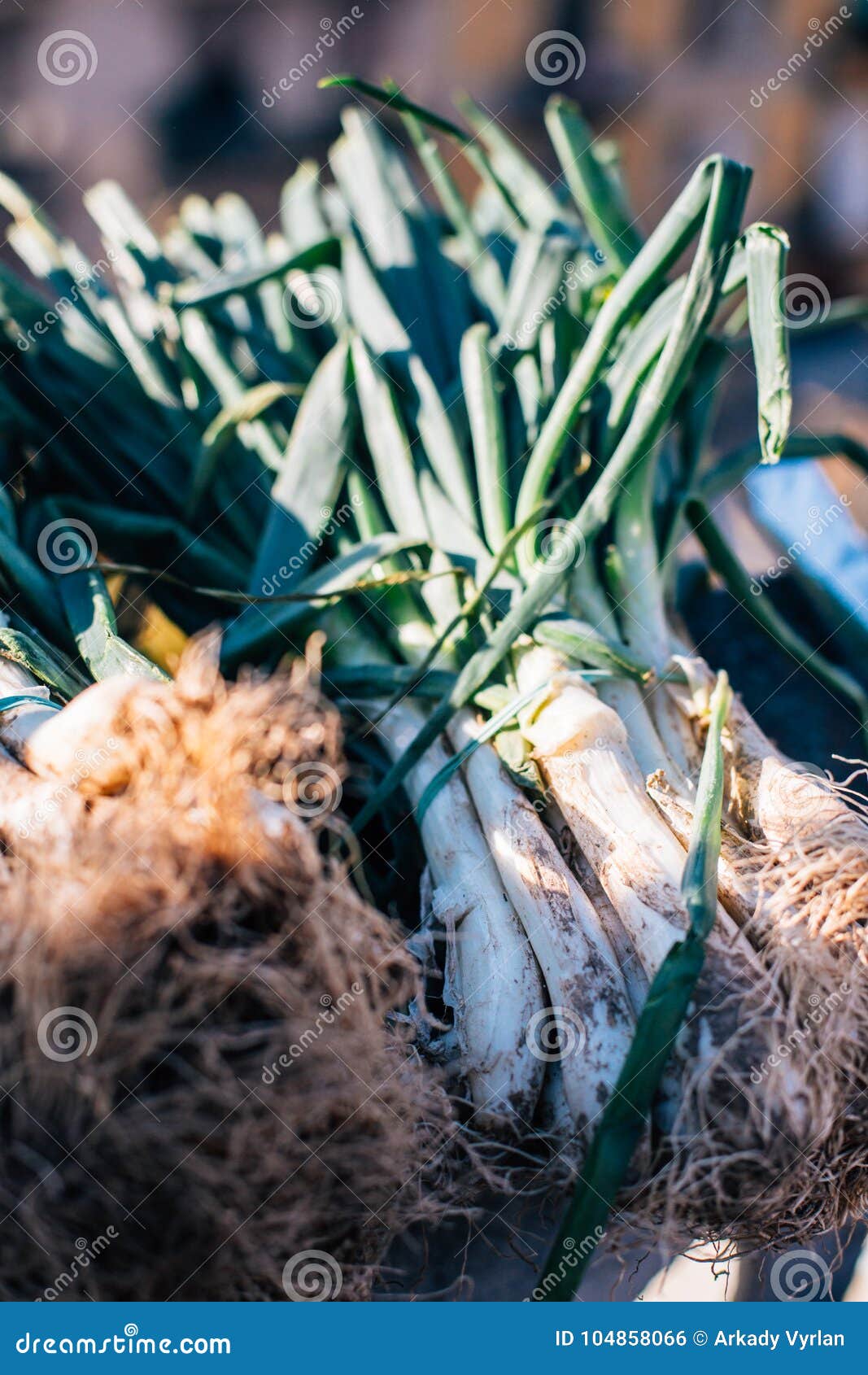 Cebolla Catalan De Los Calcots O Cambray Tradicional Foto de archivo