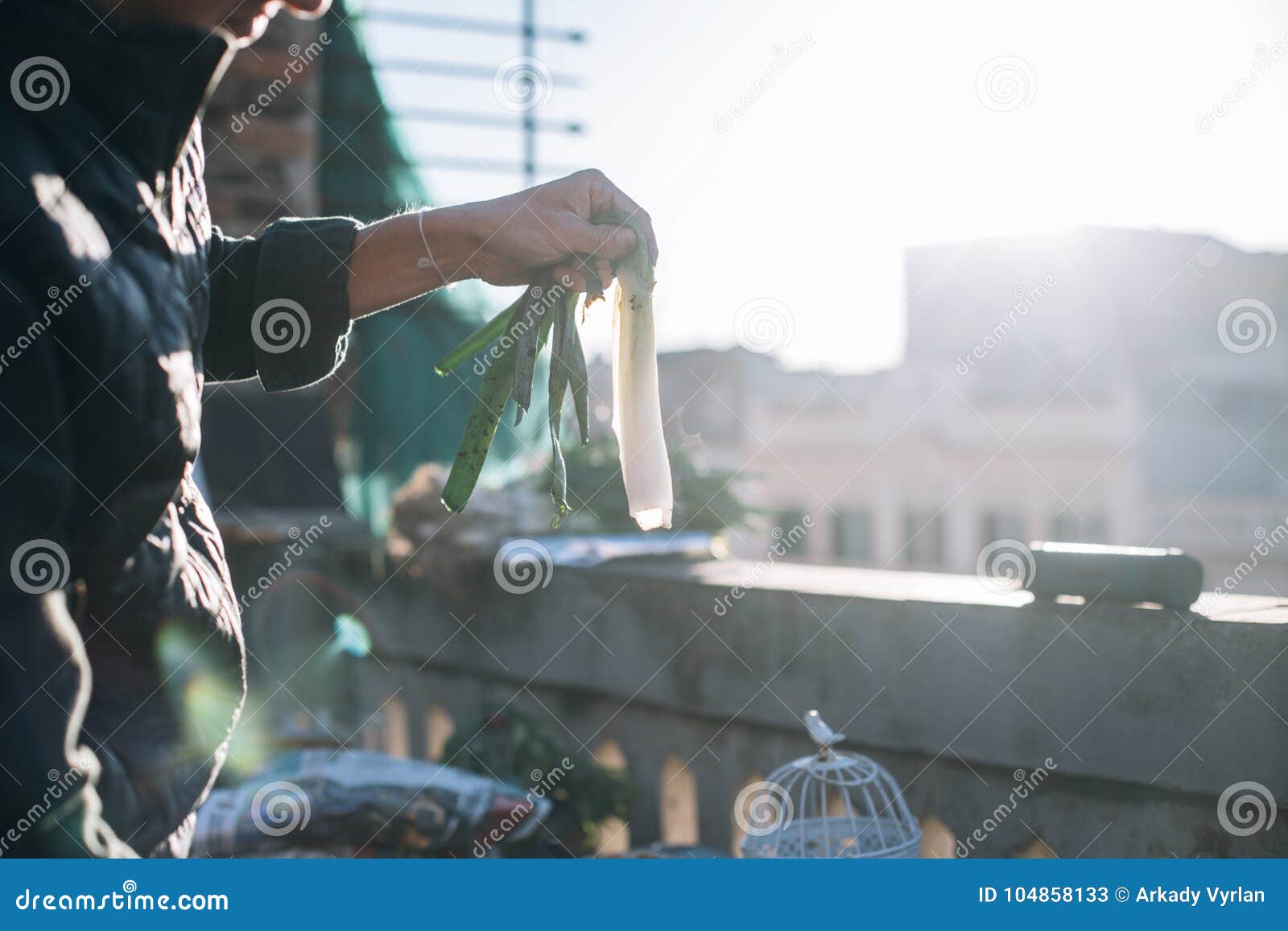 Cebolla Catalan De Los Calcots O Cambray Tradicional Imagen de archivo