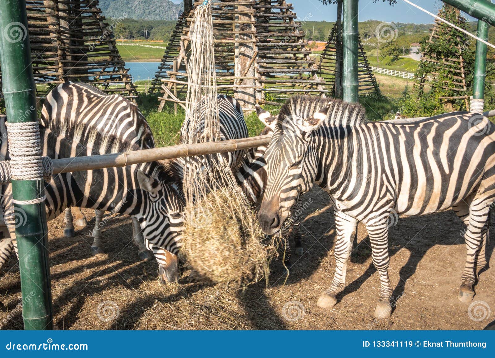 Cebra Que Come La Comida En El Parque Zoológico Imagen de archivo - Imagen  de pluma, elefante: 133341119, image size:1600x1157