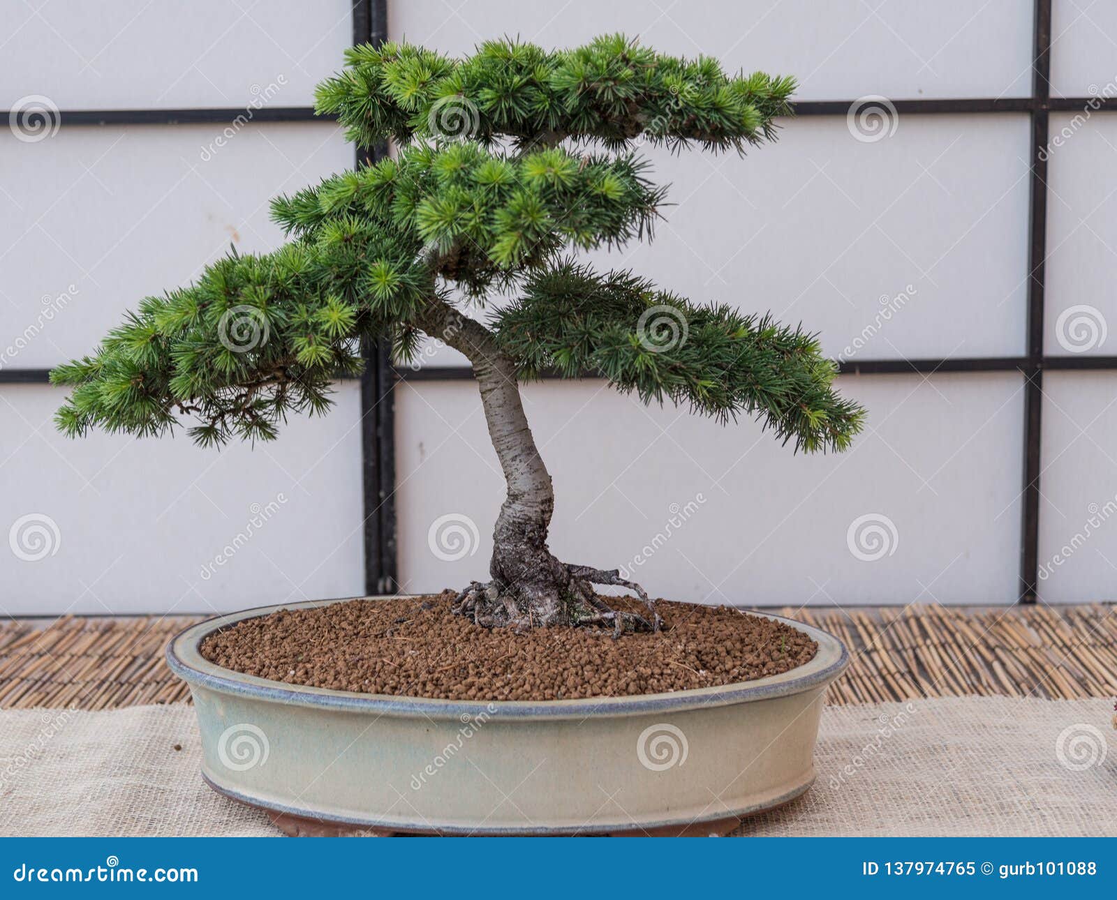 cedar bonsai tree cedrus libani