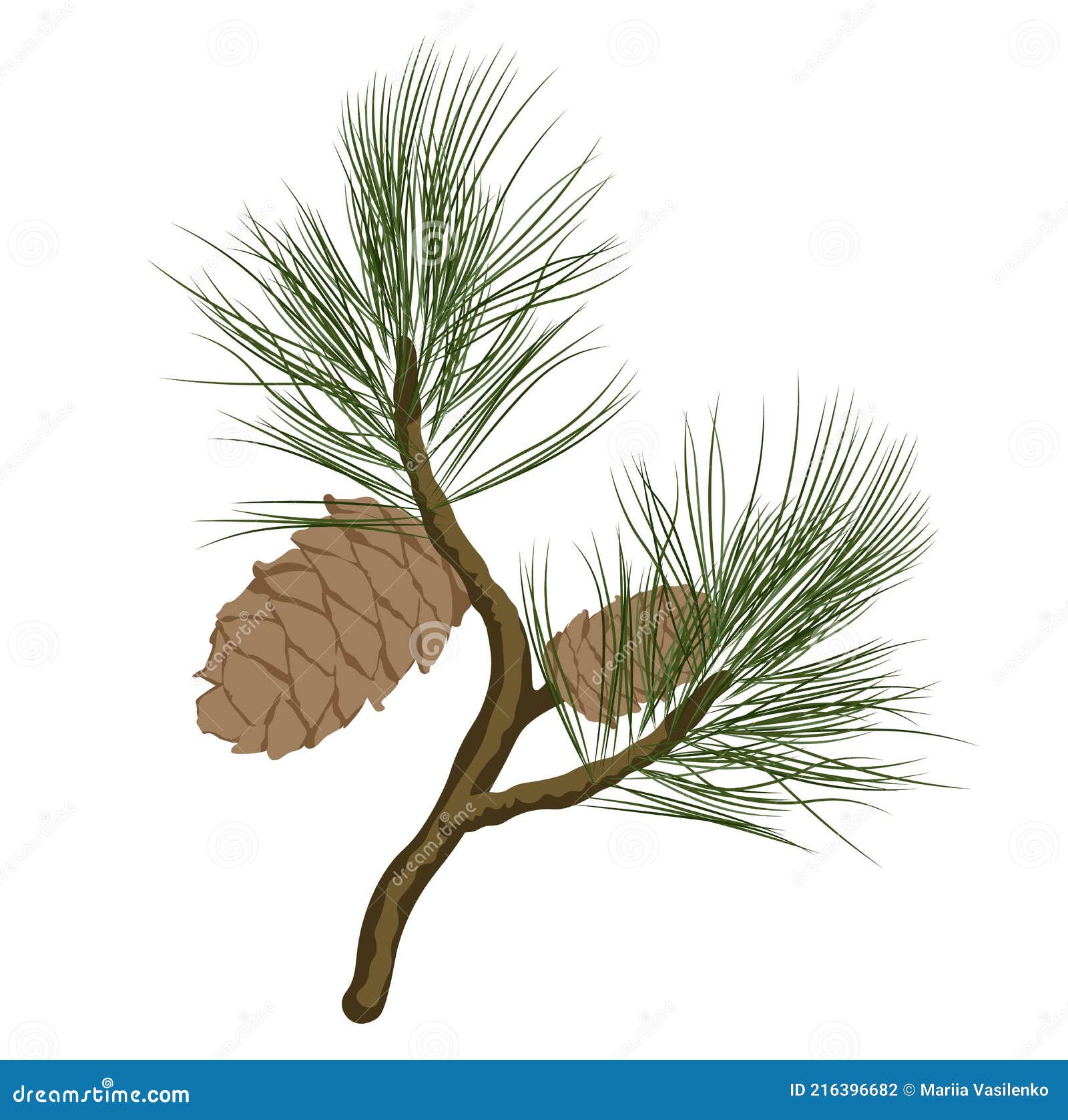 Eastern white pine Tree Drawing pine tree branch christmas Decoration  png  PNGEgg