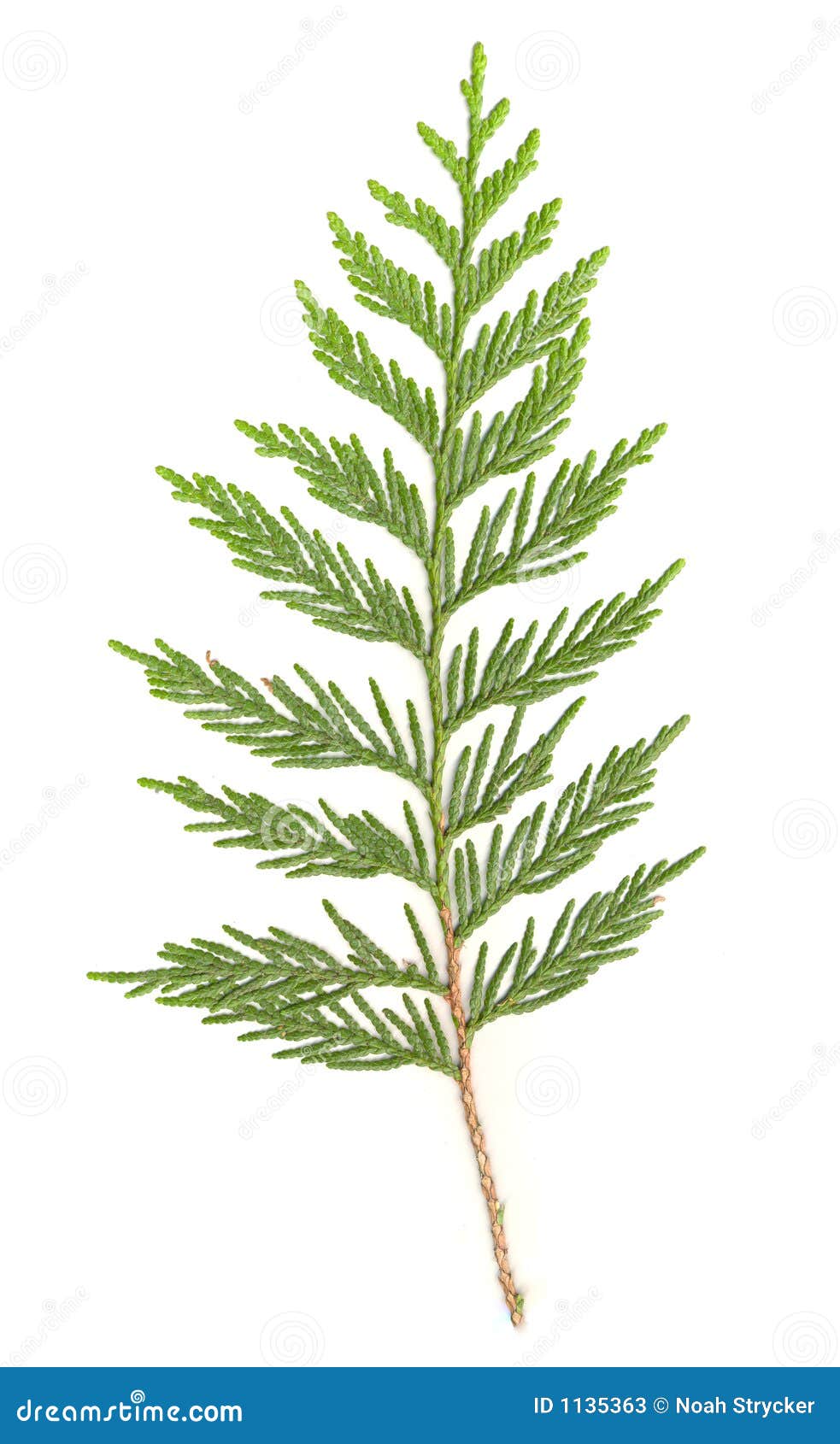 cedar branch 