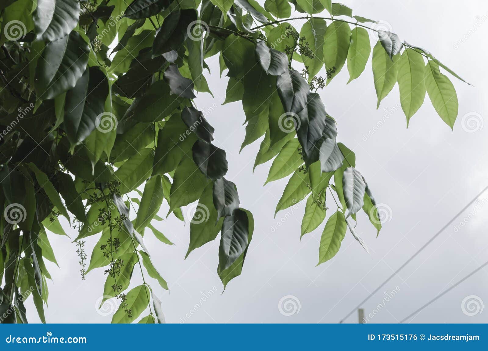 cedar branch of leaves