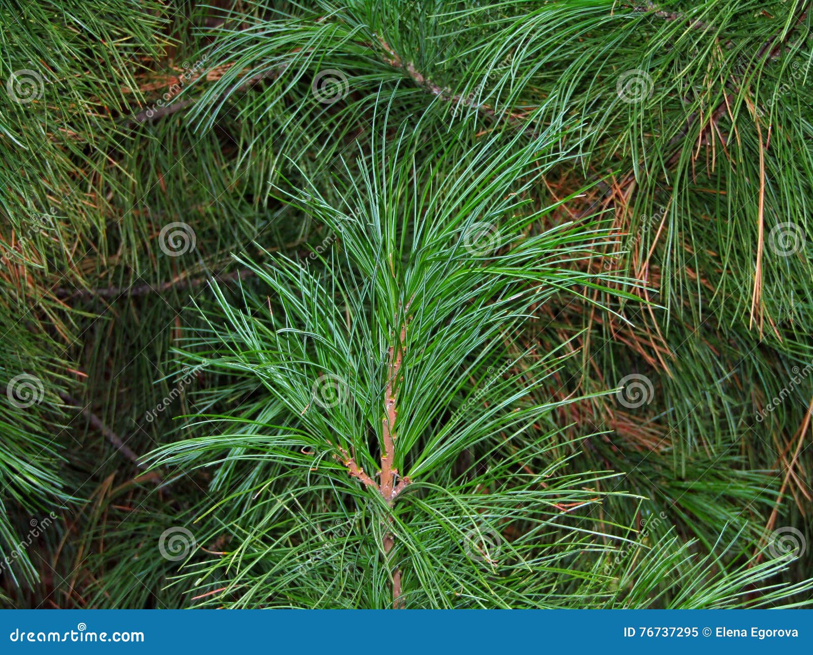 Cedar branch with needles stock image. Image of cedar 76737295