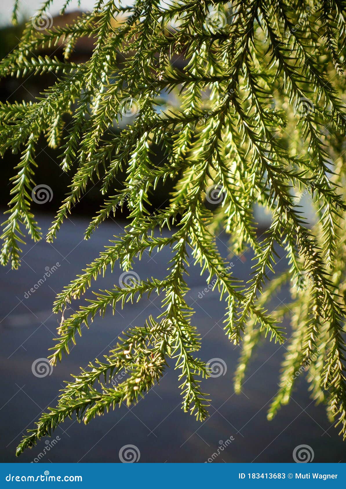 Cedar branch stock image. Image of remain, snow, branch 183413683
